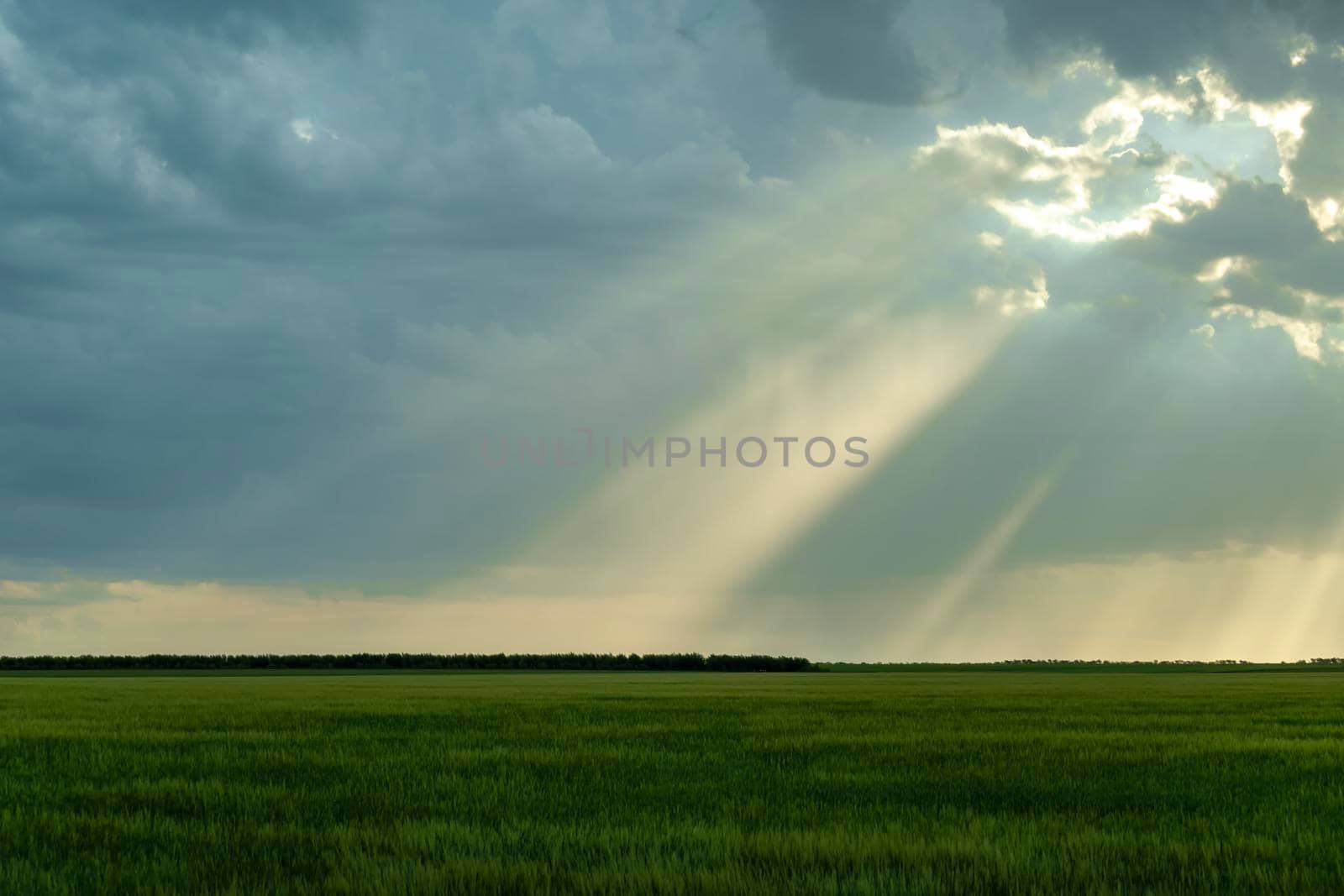 Green field of grass with heavy rain clouds and sunshine view. by Essffes