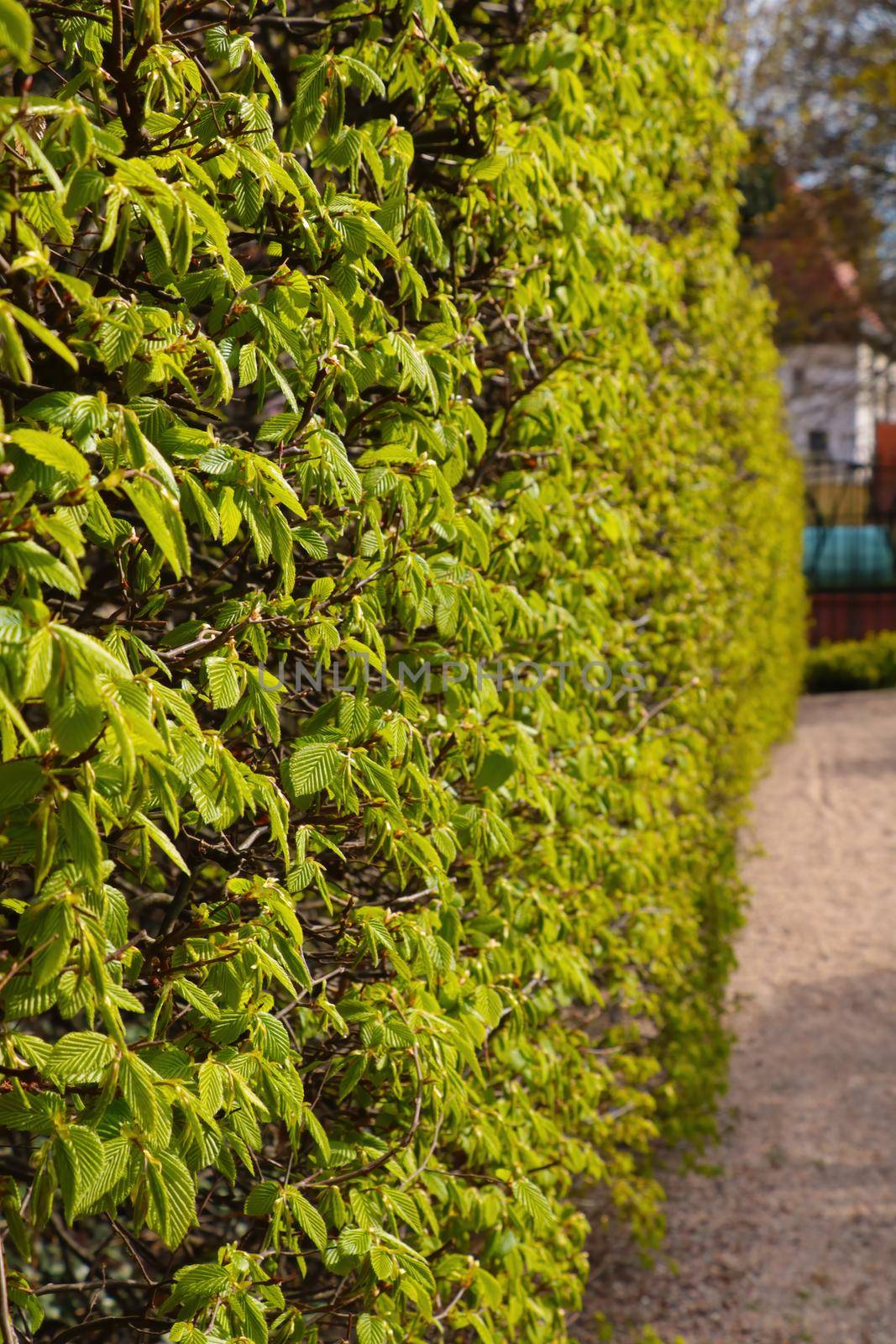 Beautiful green bushes with young leaves on a city street or in a park. by kip02kas