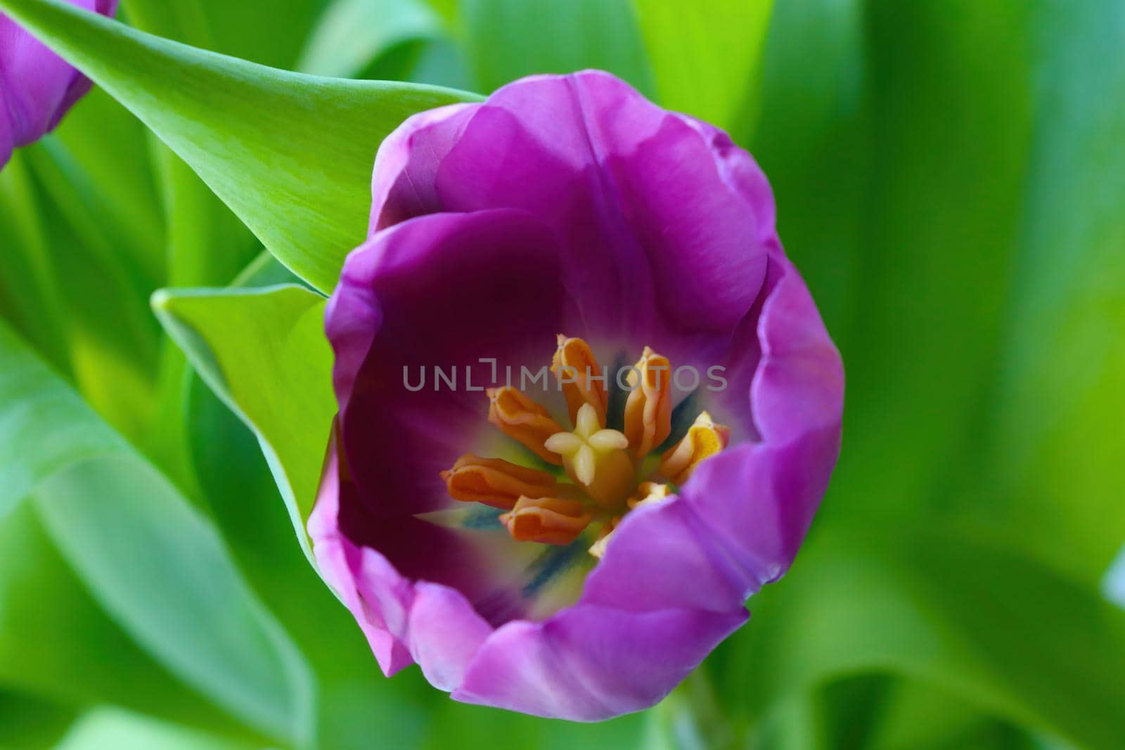 Close-up on a blooming tulip in the park. The fragrant smell of blooming flowers in the garden in spring