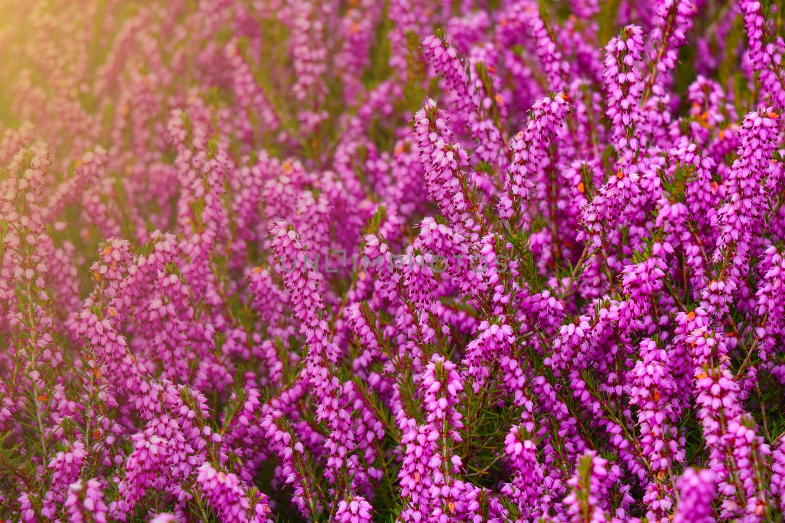 Beautiful red flowering plants in the garden during sunset