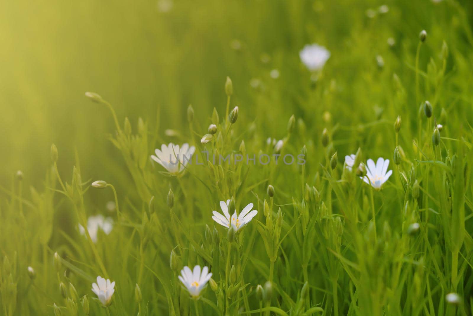 Field of stellaria media flowers in the meadow. by kip02kas