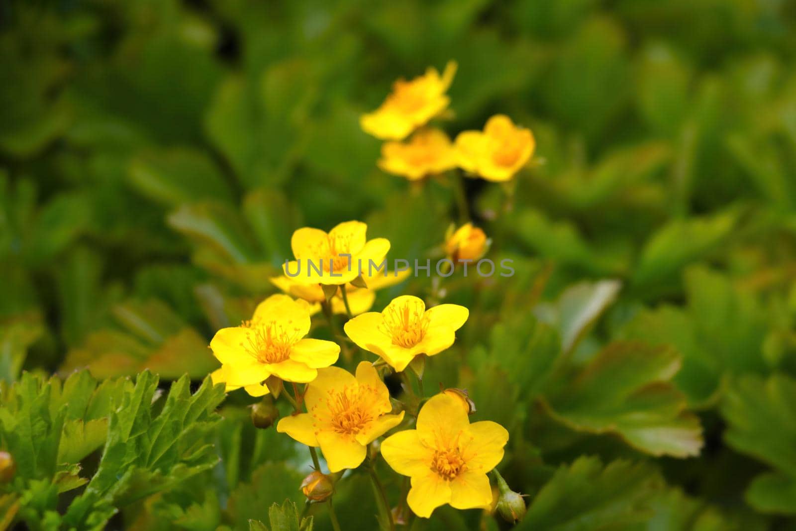 View of blooming yellow perennial flowers in a park or garden