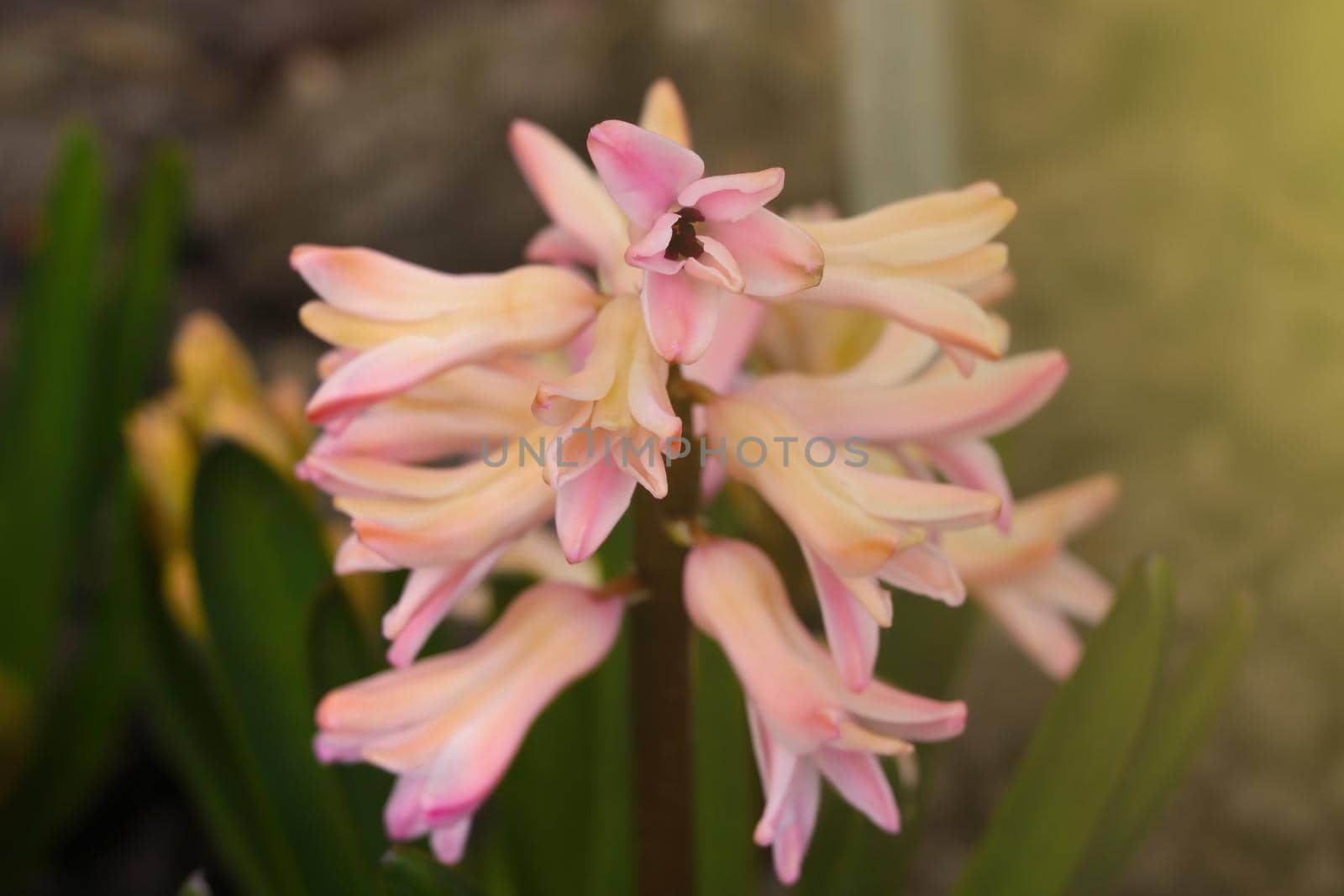 View of a beautiful blooming hyacinth in the park in spring