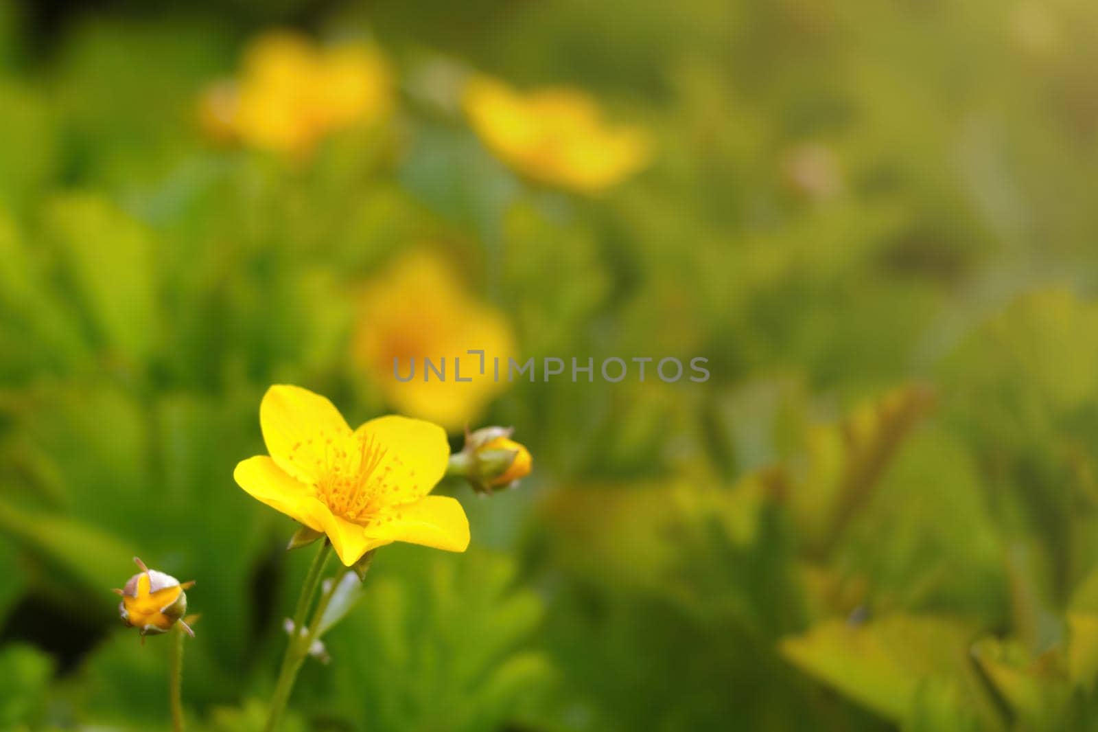 View of a yellow blooming perennial flower in a summer meadow. by kip02kas