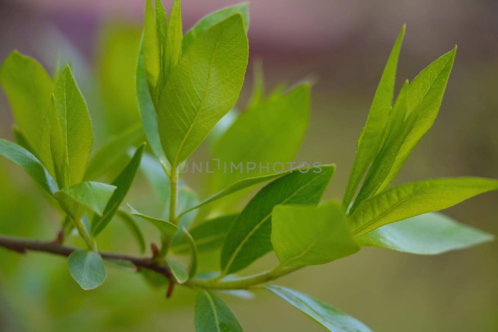 View of the green branch of a tree in the summer park