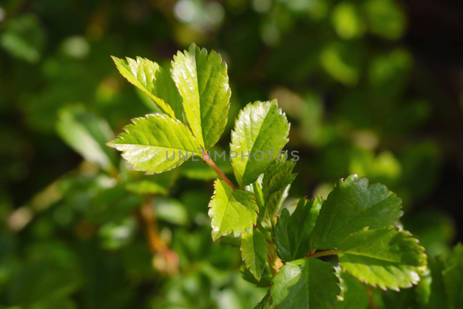 View of the green branch of a tree in the summer park. by kip02kas