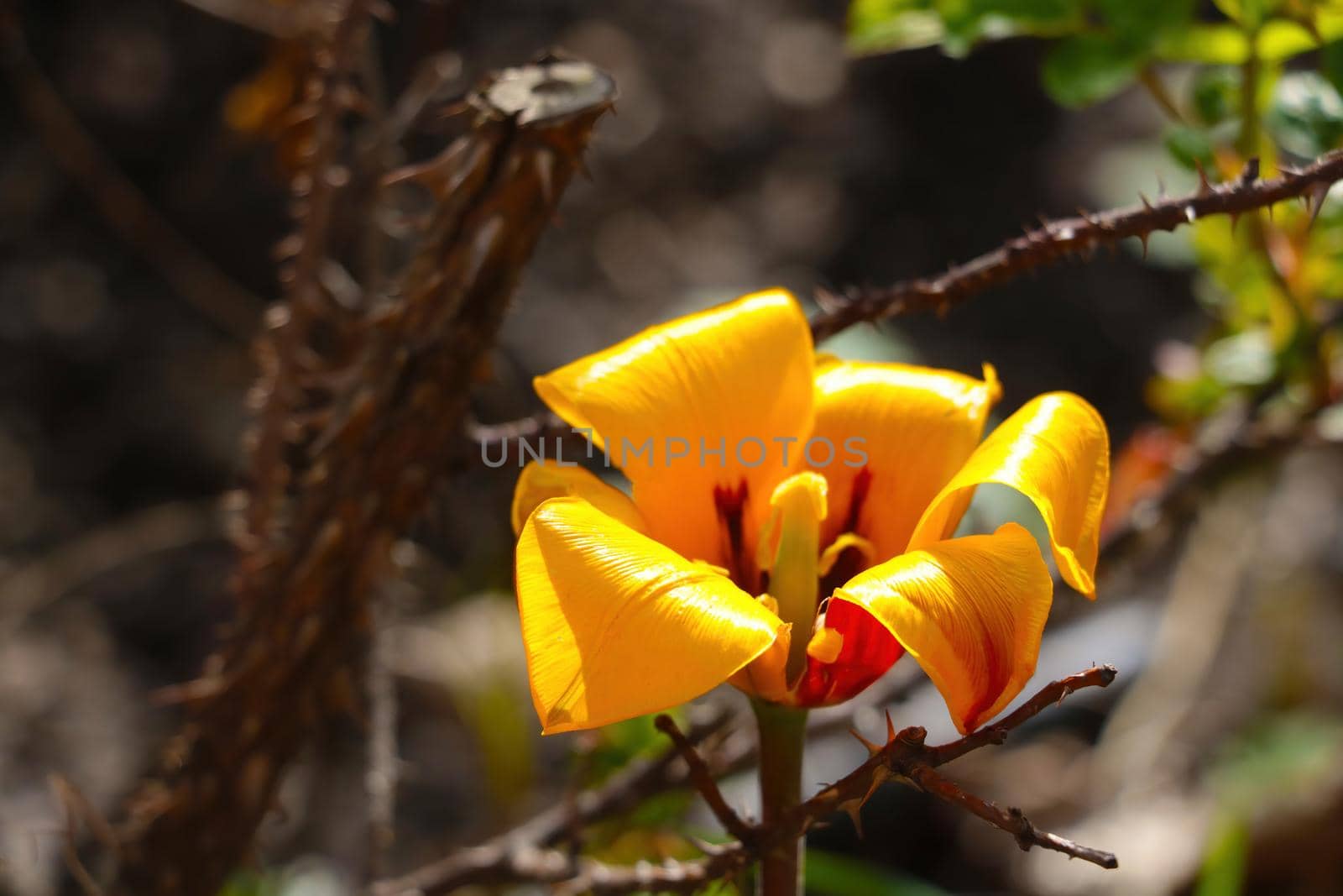 Blooming yellow lily blooms in the garden in summer. by kip02kas