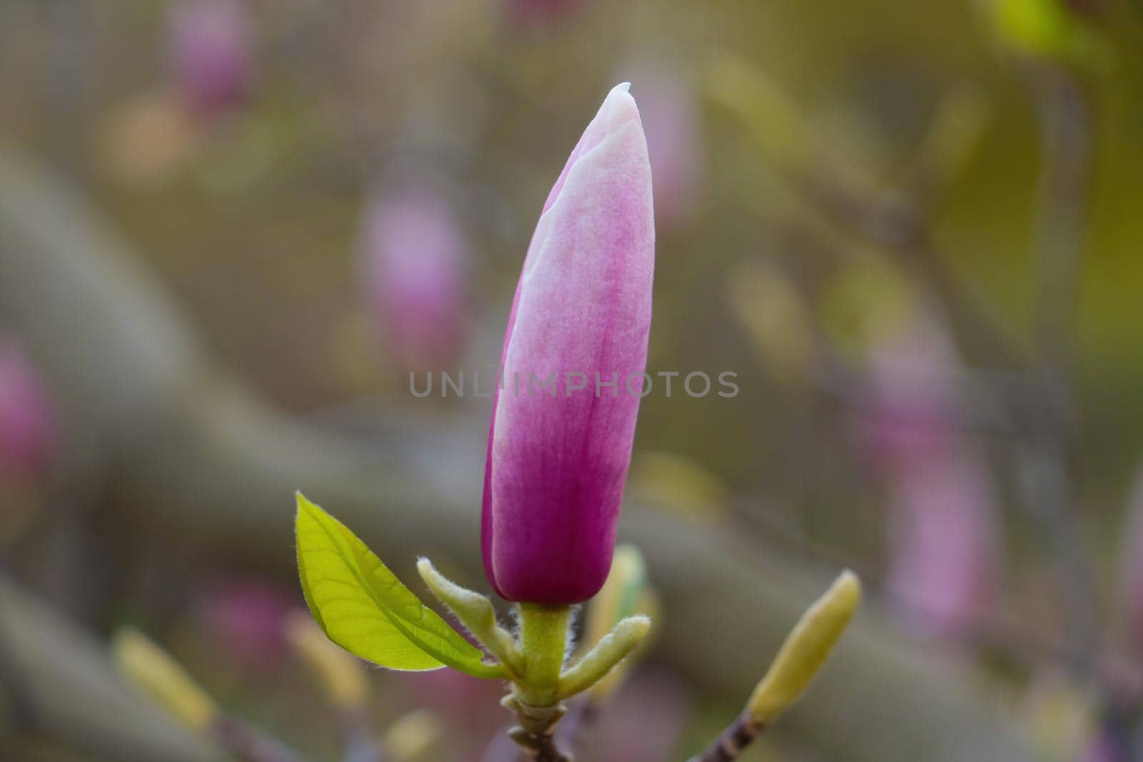 Close-up on a magnolia flower on a branch in the park