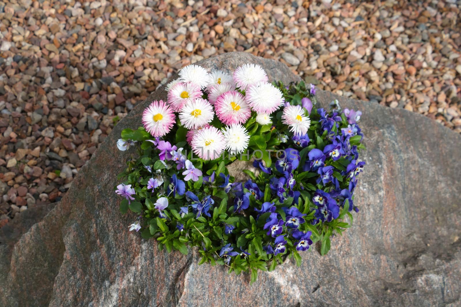 Beautiful perennial flowers, a flower bed grow from the stone. by kip02kas