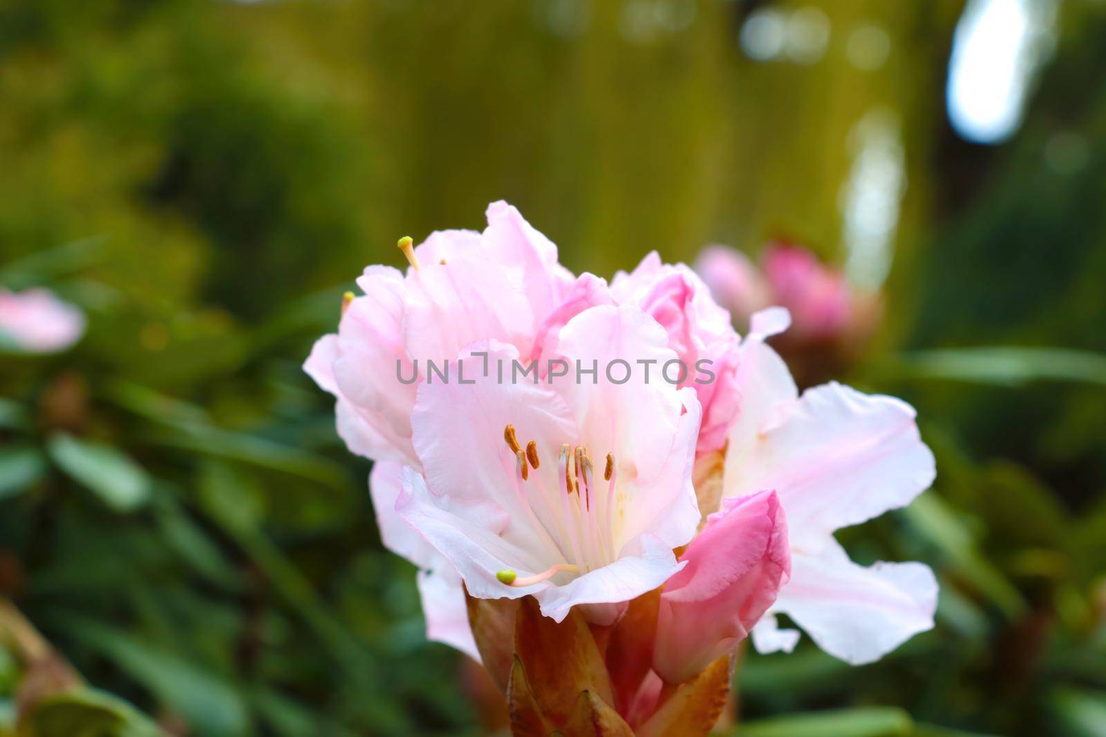 Close-up on blooming rhododendron in the park