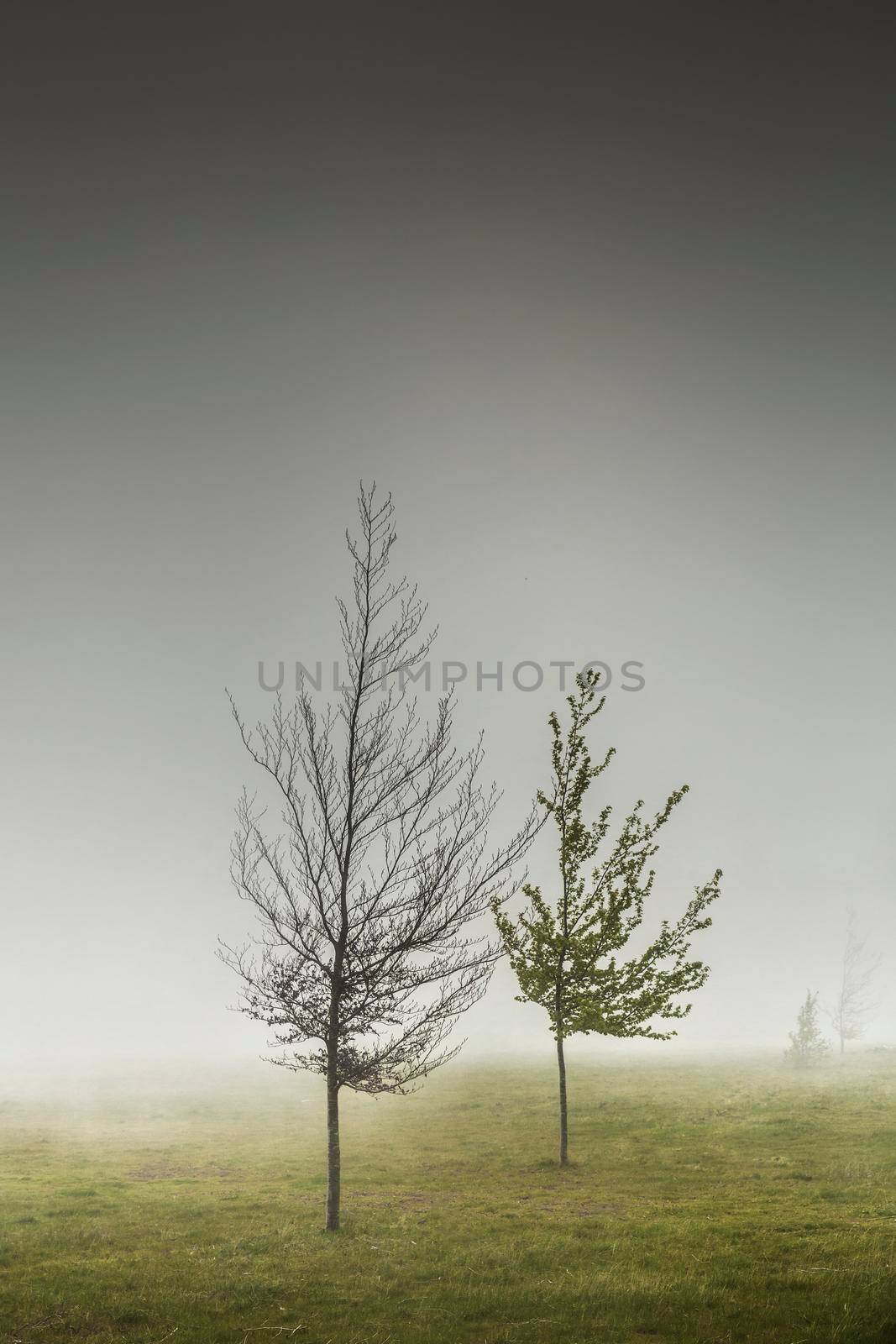 Landscape of trees in the mist, Madeira Island, Portugal