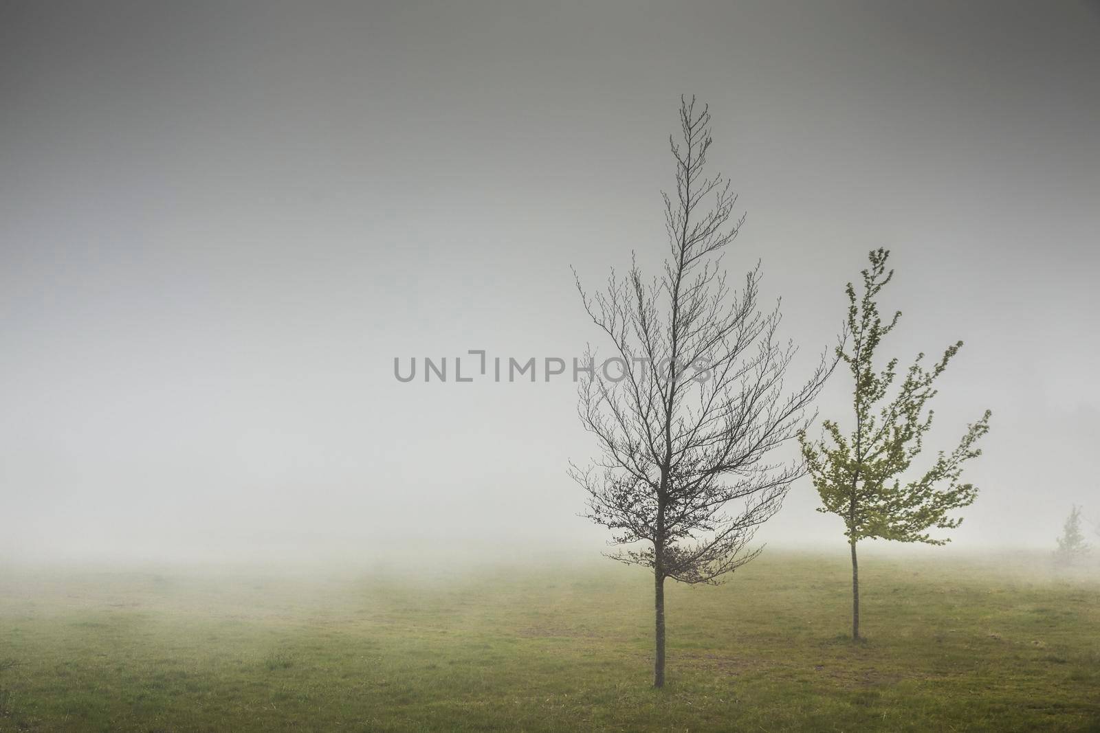 Landscape of trees in the mist, Madeira Island, Portugal