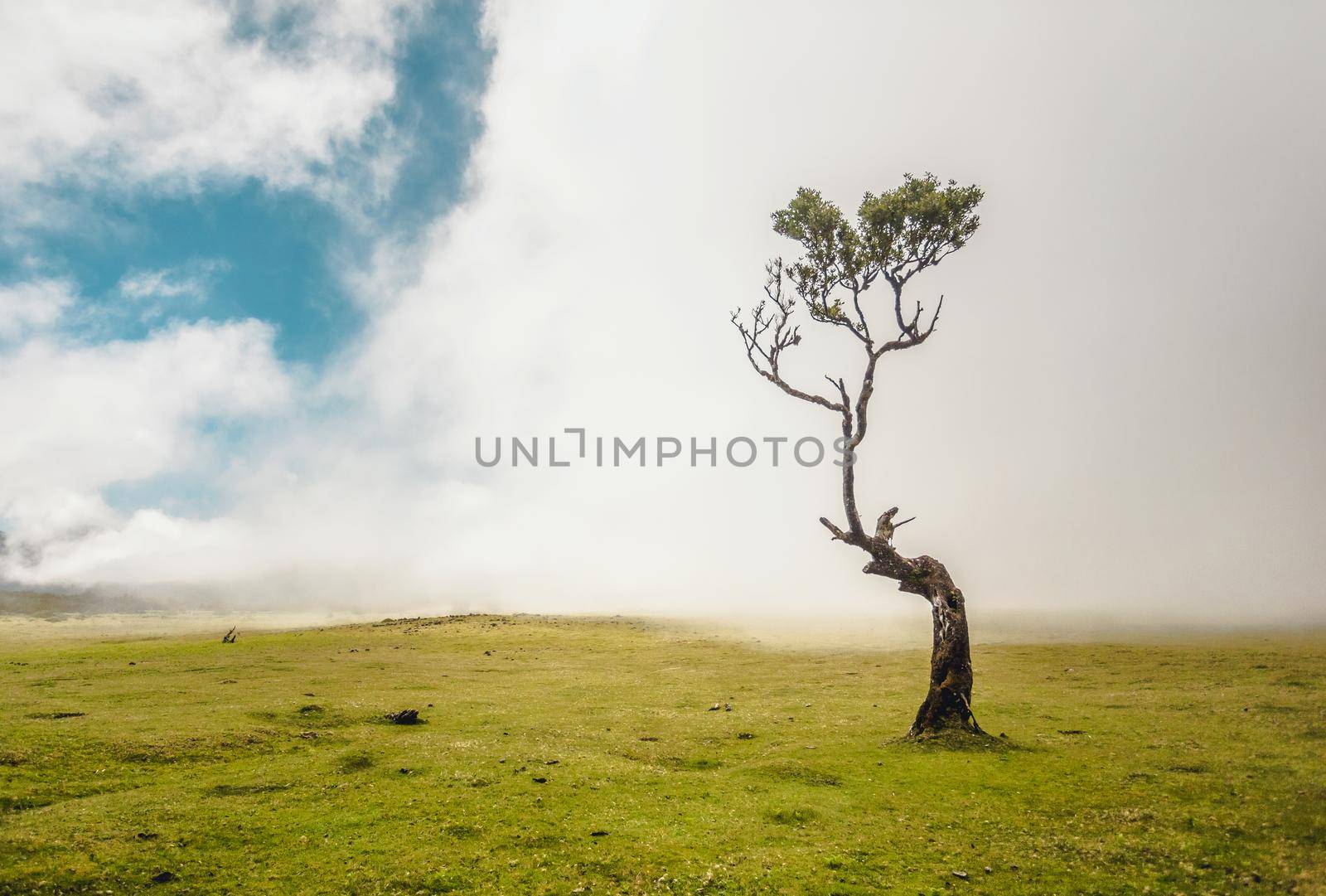 Beautiful landscape of an ancient tree in Madeira Island - Portugal