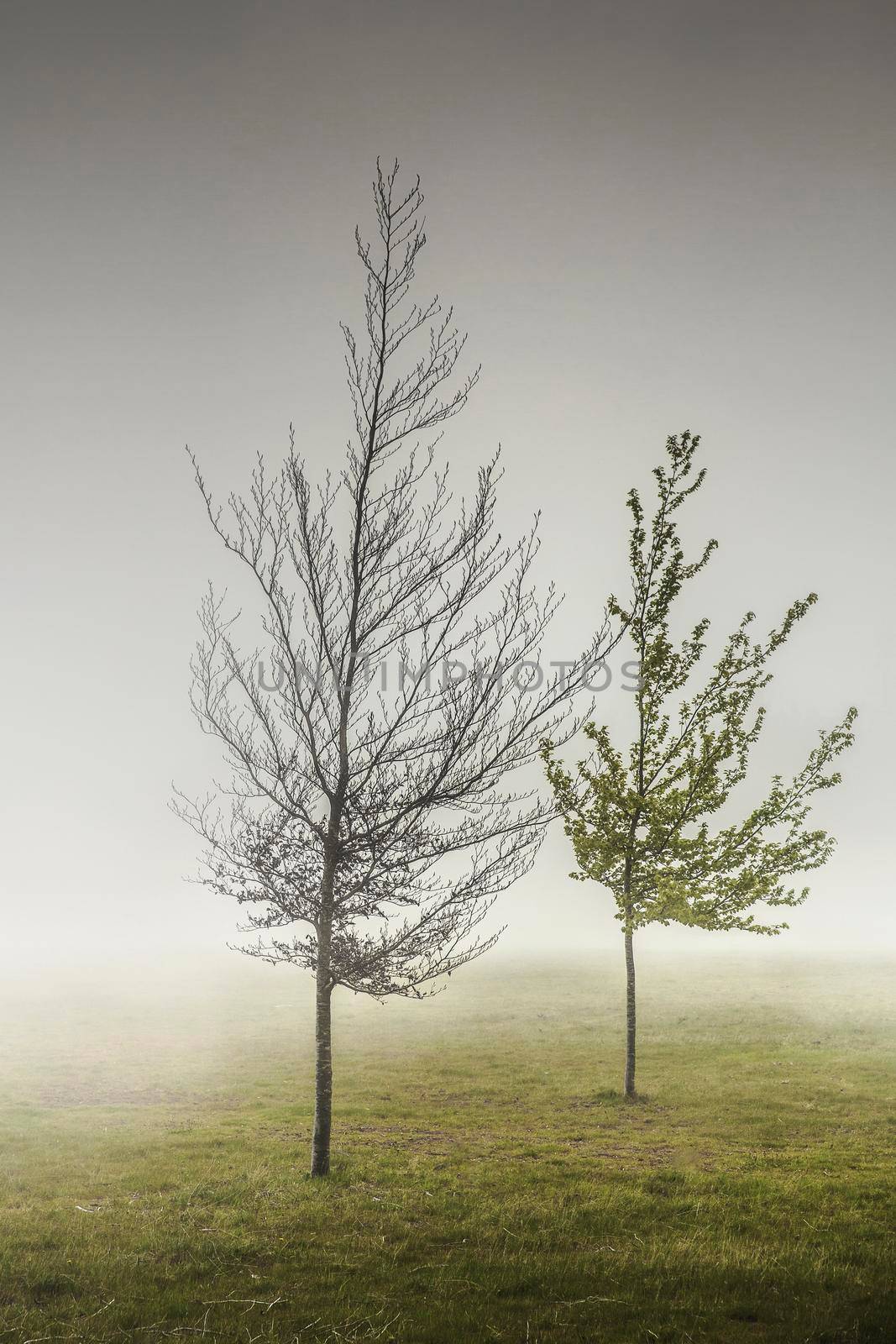 Trees in the mist by Iko