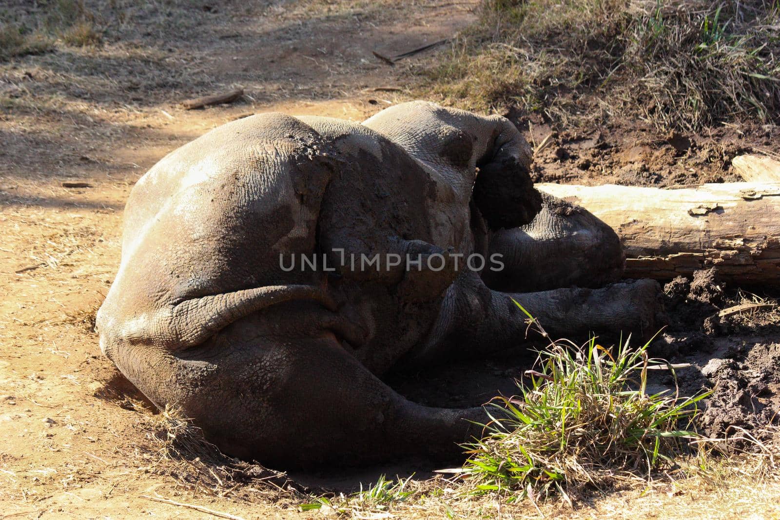 An endangered black rhinoceros cow (Diceros bicornis) taking a dusty mud bath, Pretoria, South Africa