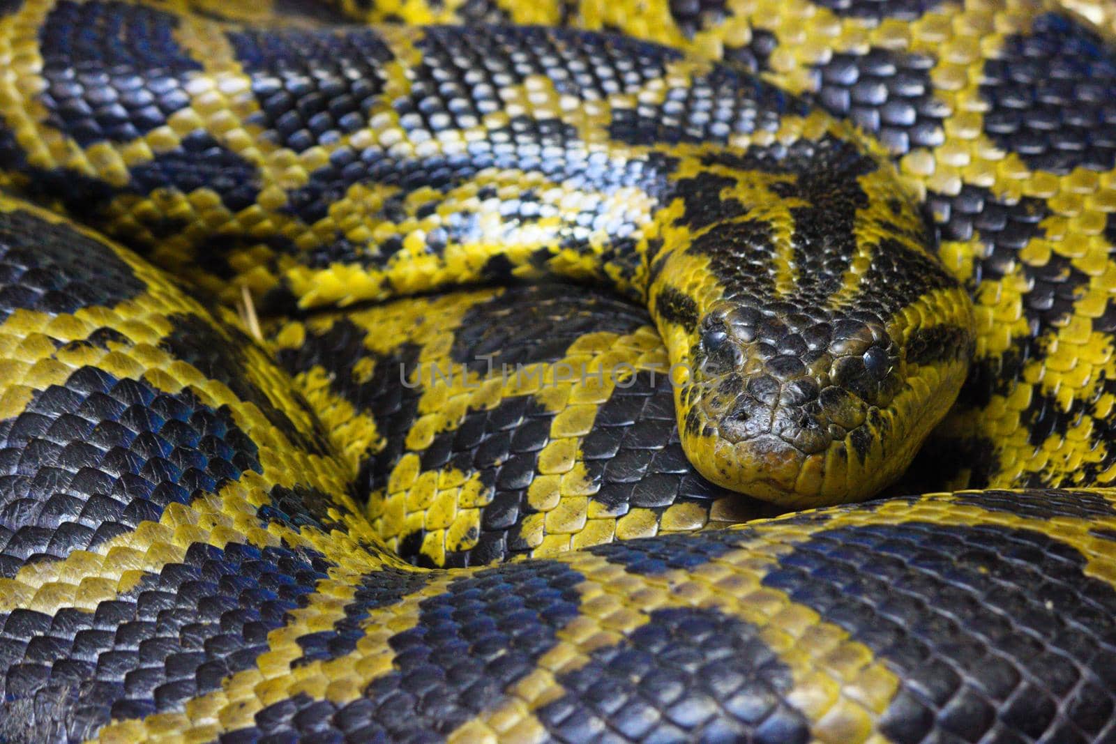 Burmese python (Python bivittatus) curled up near a heat source, Pretoria, South Africa