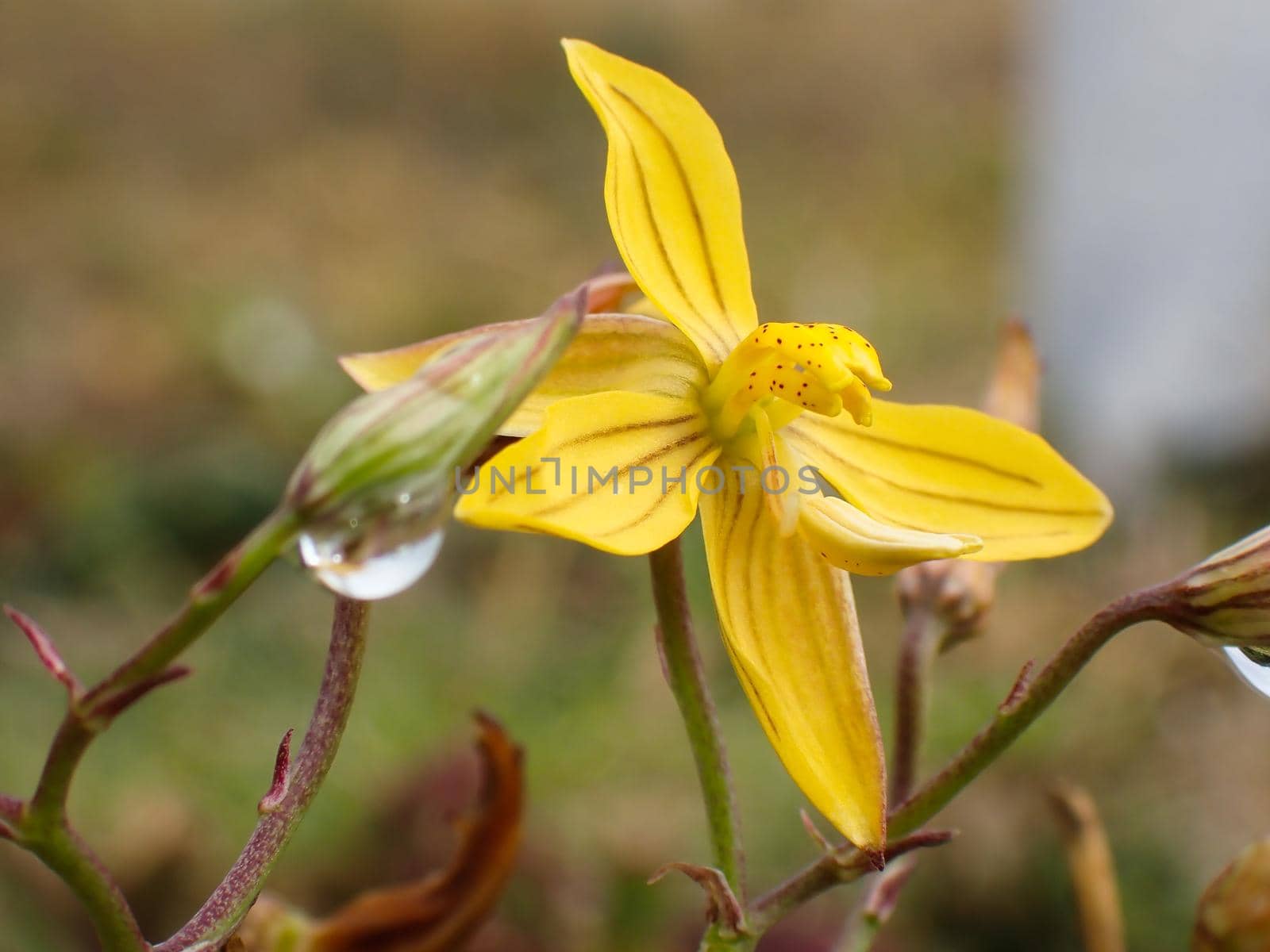 Yellow Lady's Hand Flower Bloom During Summer (Cyanella lutea) by jjvanginkel