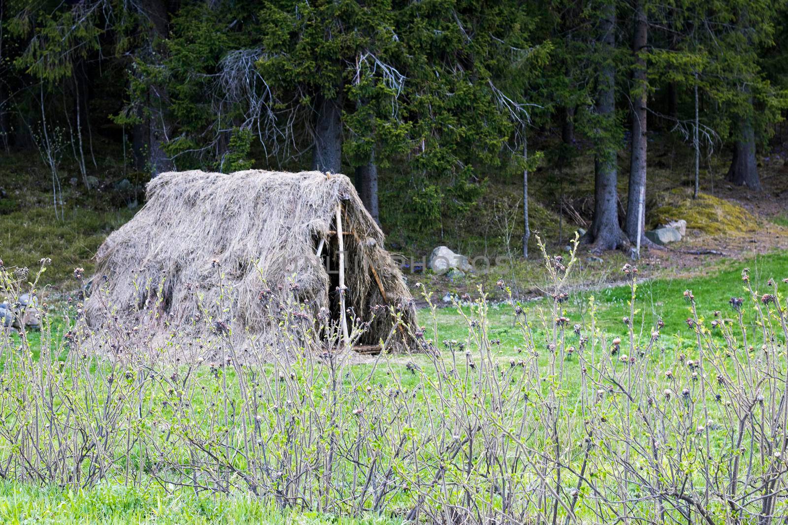 A hut in the summer forest built with its own hands from tree branches.