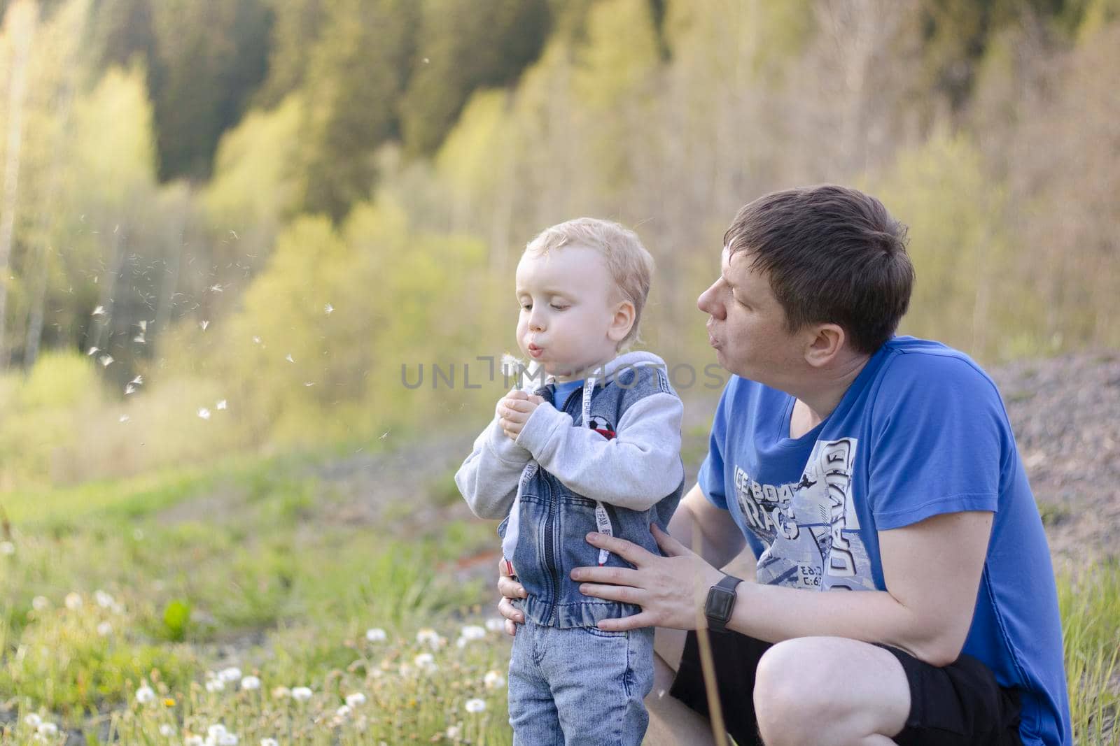 Dad with a young son on the field in the summer, the child and dad blow on dandelion.