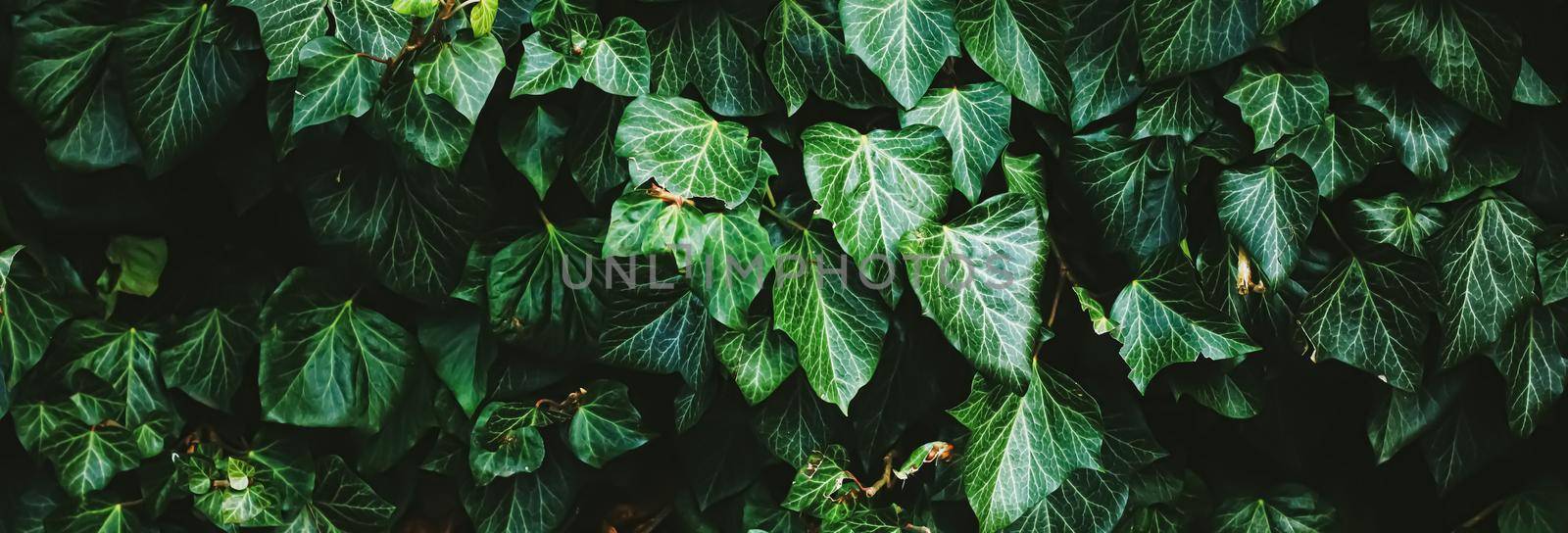 Green shrub wall as plant texture, nature background and botanical design.