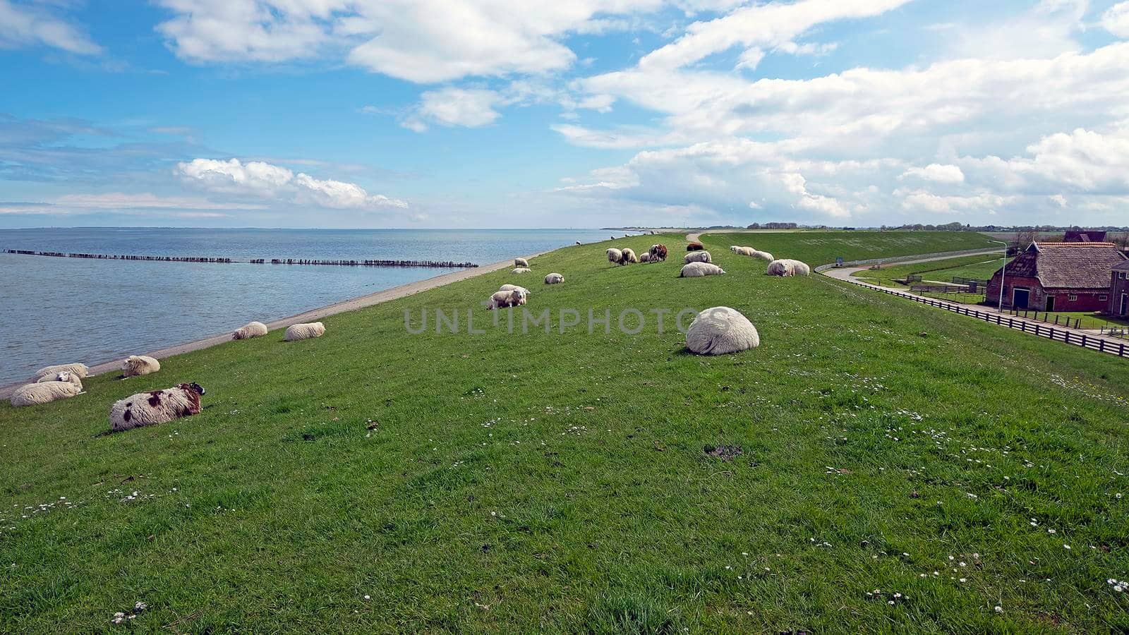 Sheep on the dyke near the Wadden Sea in the Netherlands by devy