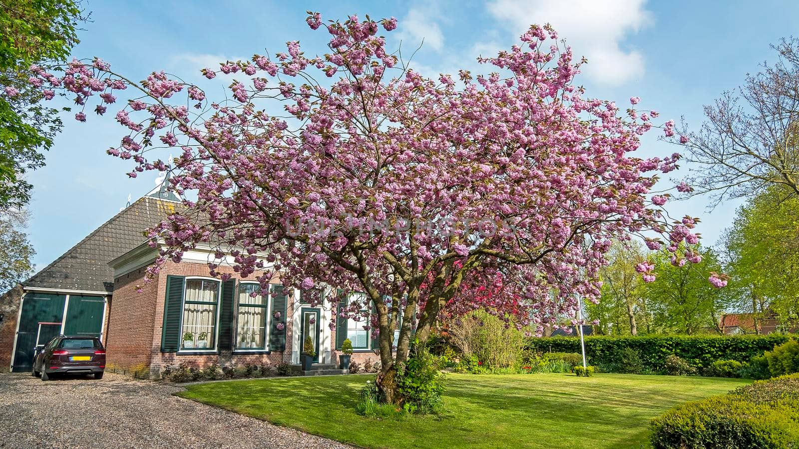 Blossoming cherry tree and a medieval country house in the Netherlands by devy