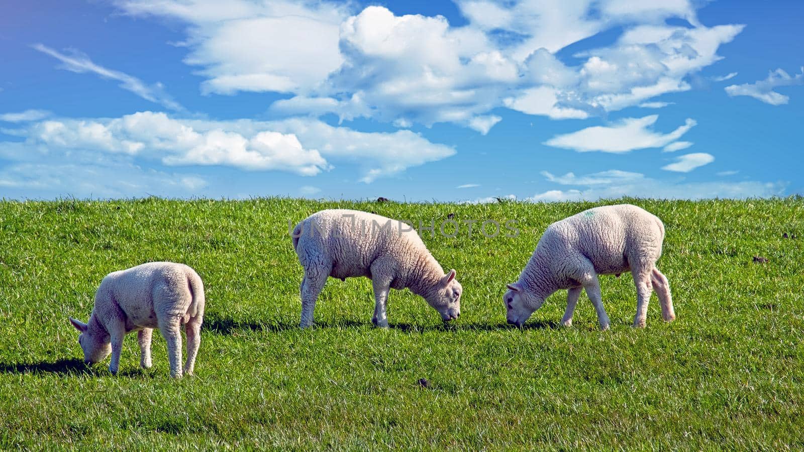 Sheep on the dyke in spring in the Netherlands