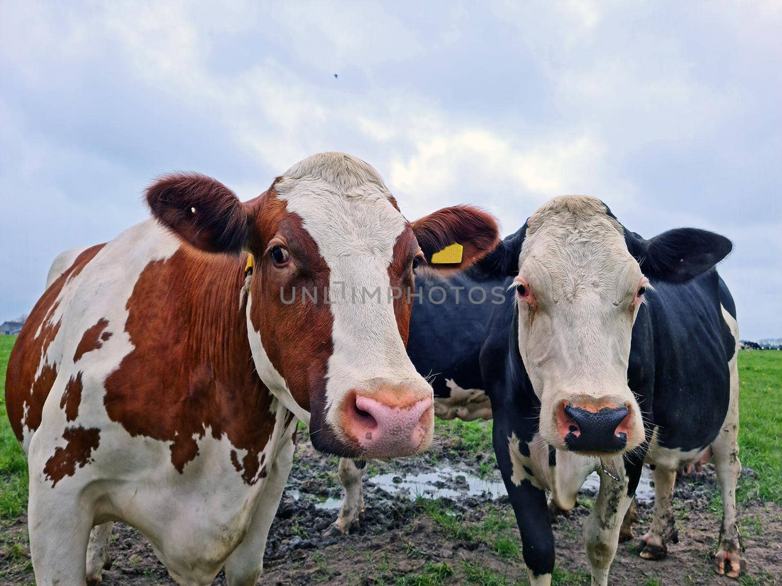 Cows in the meadow in the Netherlands in spring