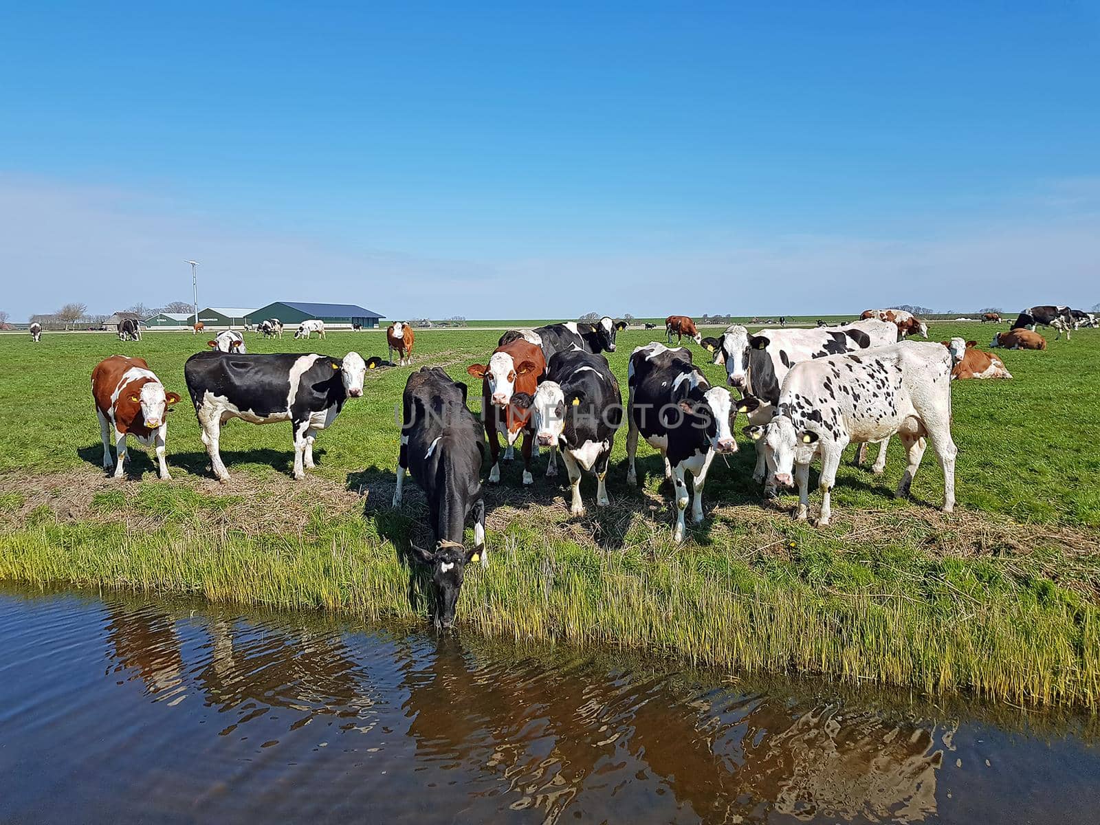 Cows in the meadow in the Netherlands in spring