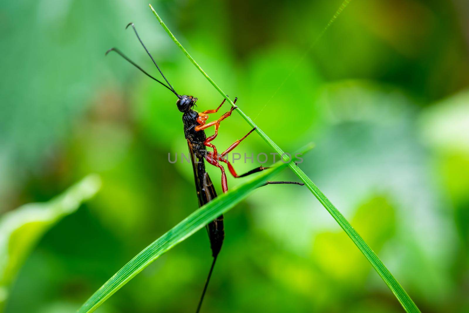 Close-up photo of ant insect landed on a grass, ant bug on green background