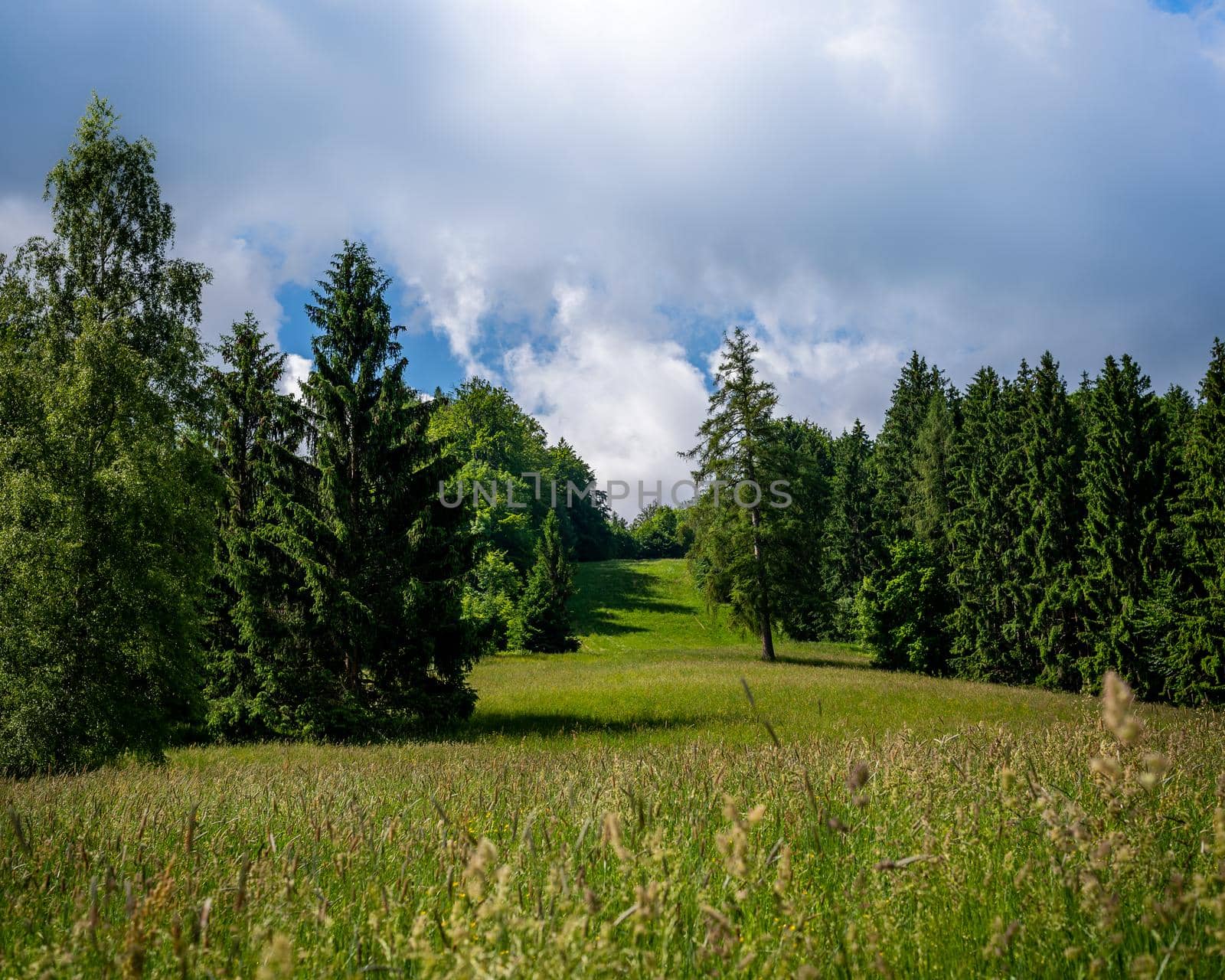 Spring meadow view in Austrian Alps, cloudy sky over the forest and meadow Austria