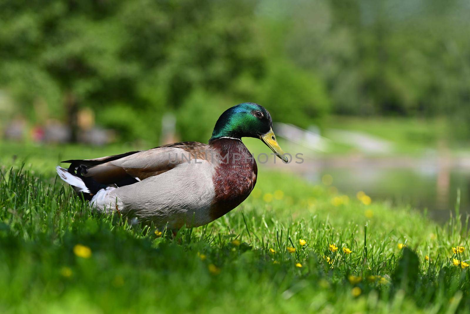 Beautiful wild ducks on water surface