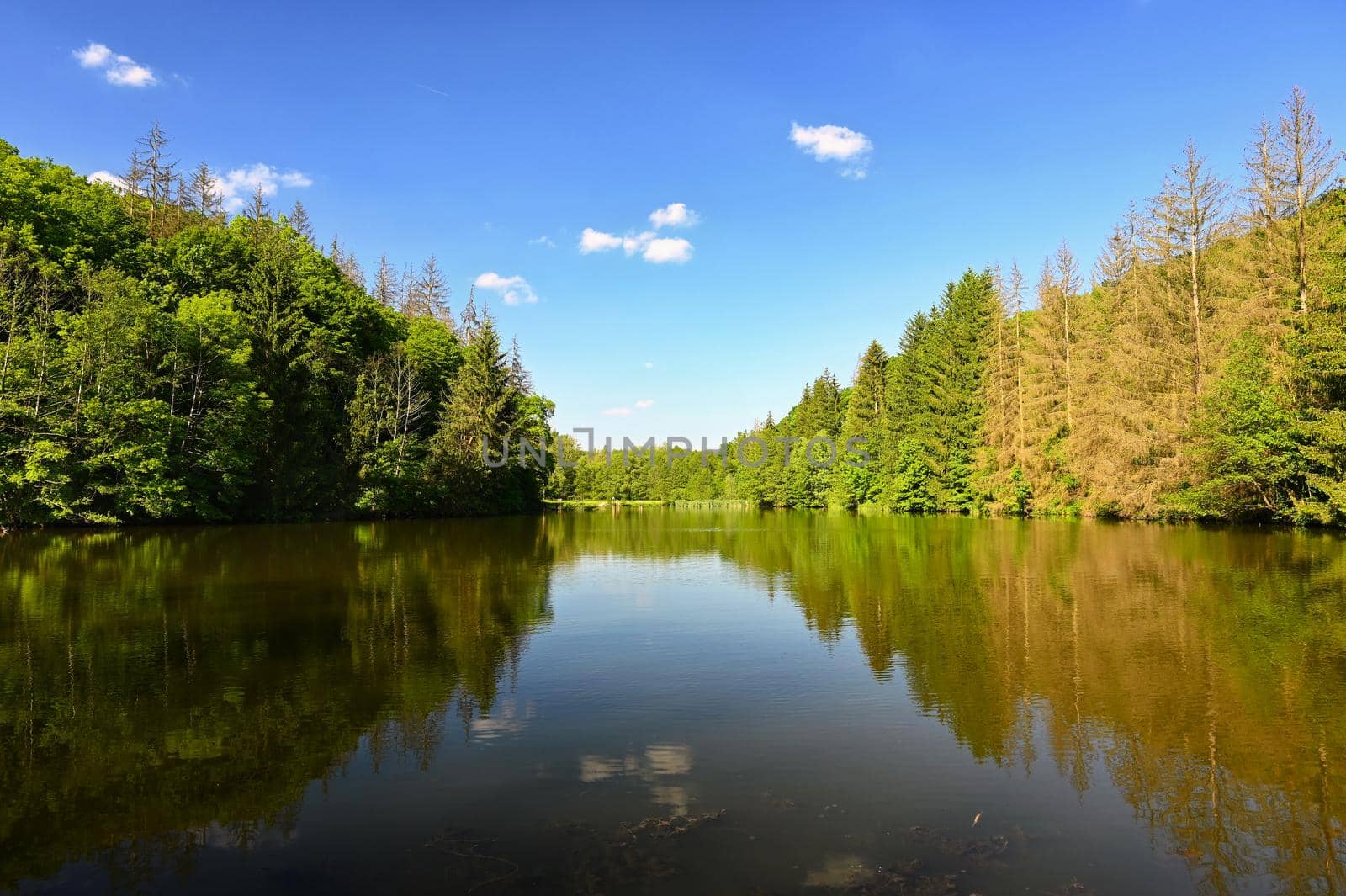 Beautiful nature background with landscape. Pond near the forest in a sunny day in the summer season.