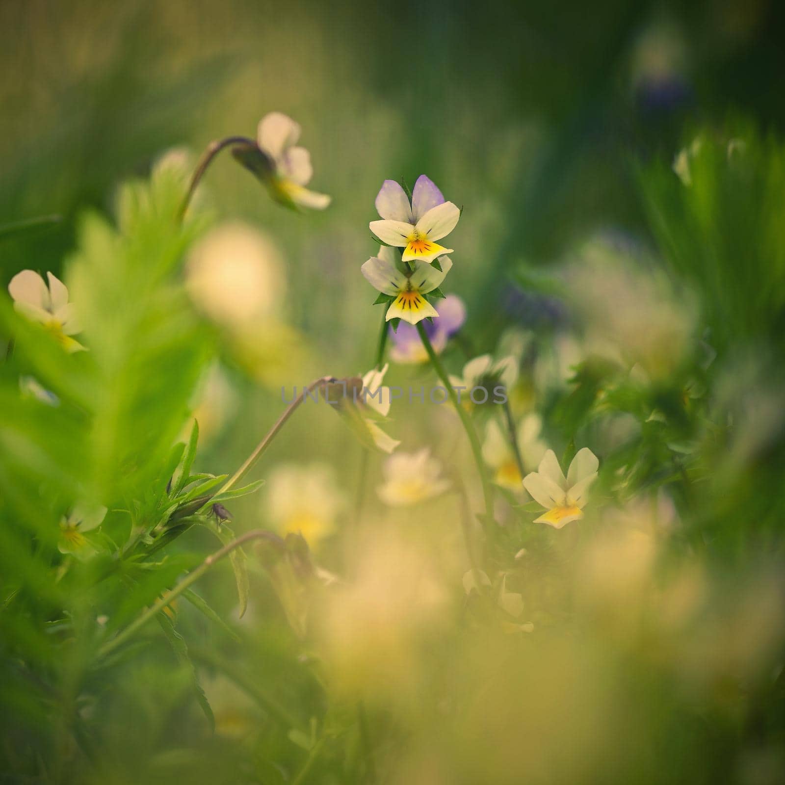 Meadow with flowers. Classical natural spring background with blooming flowers. by Montypeter