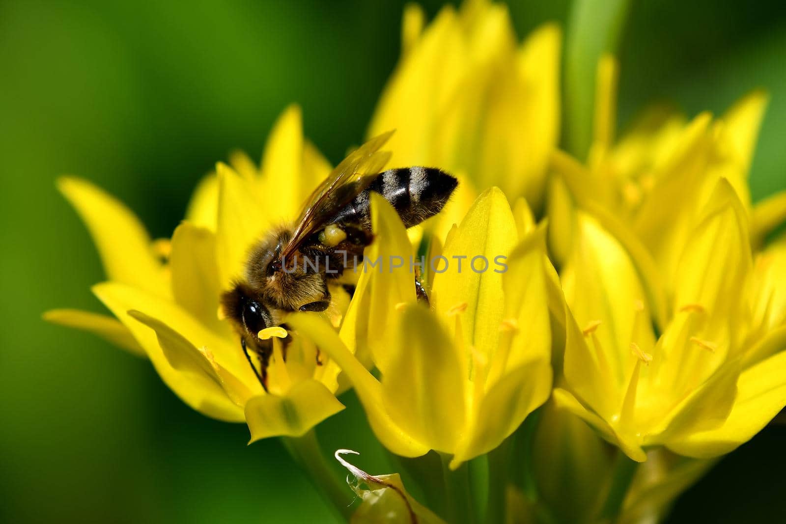 bee on yellow flower of magical herb moly