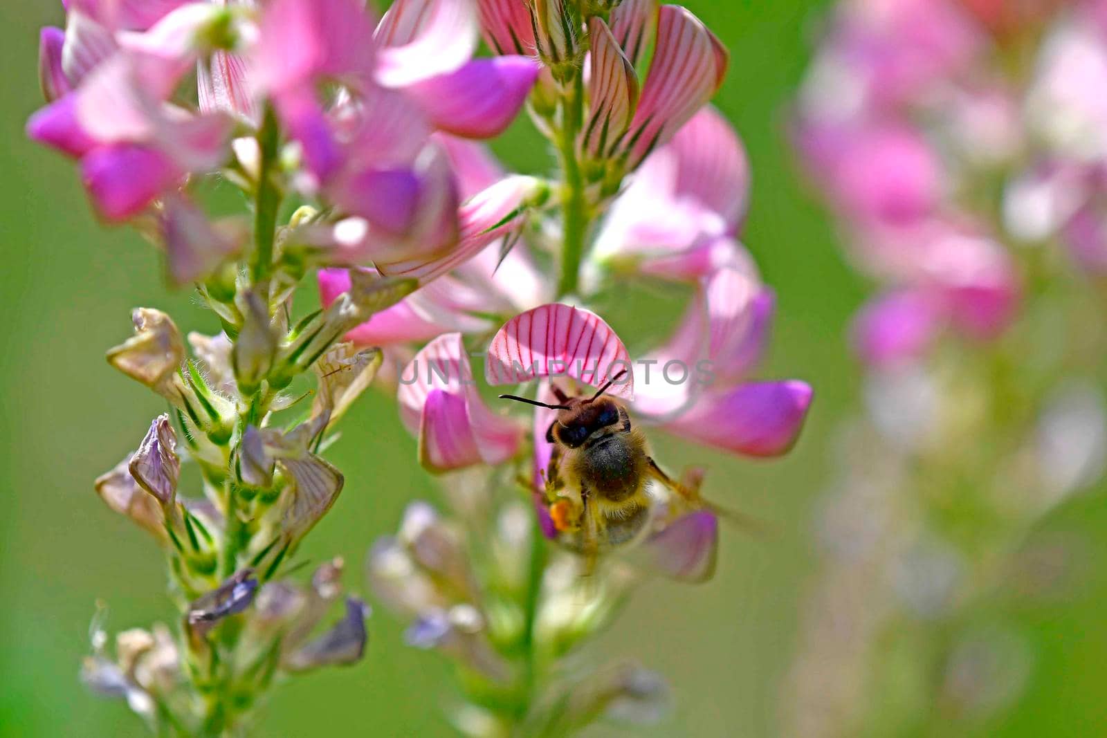 bee on flower of sainfoin by Jochen