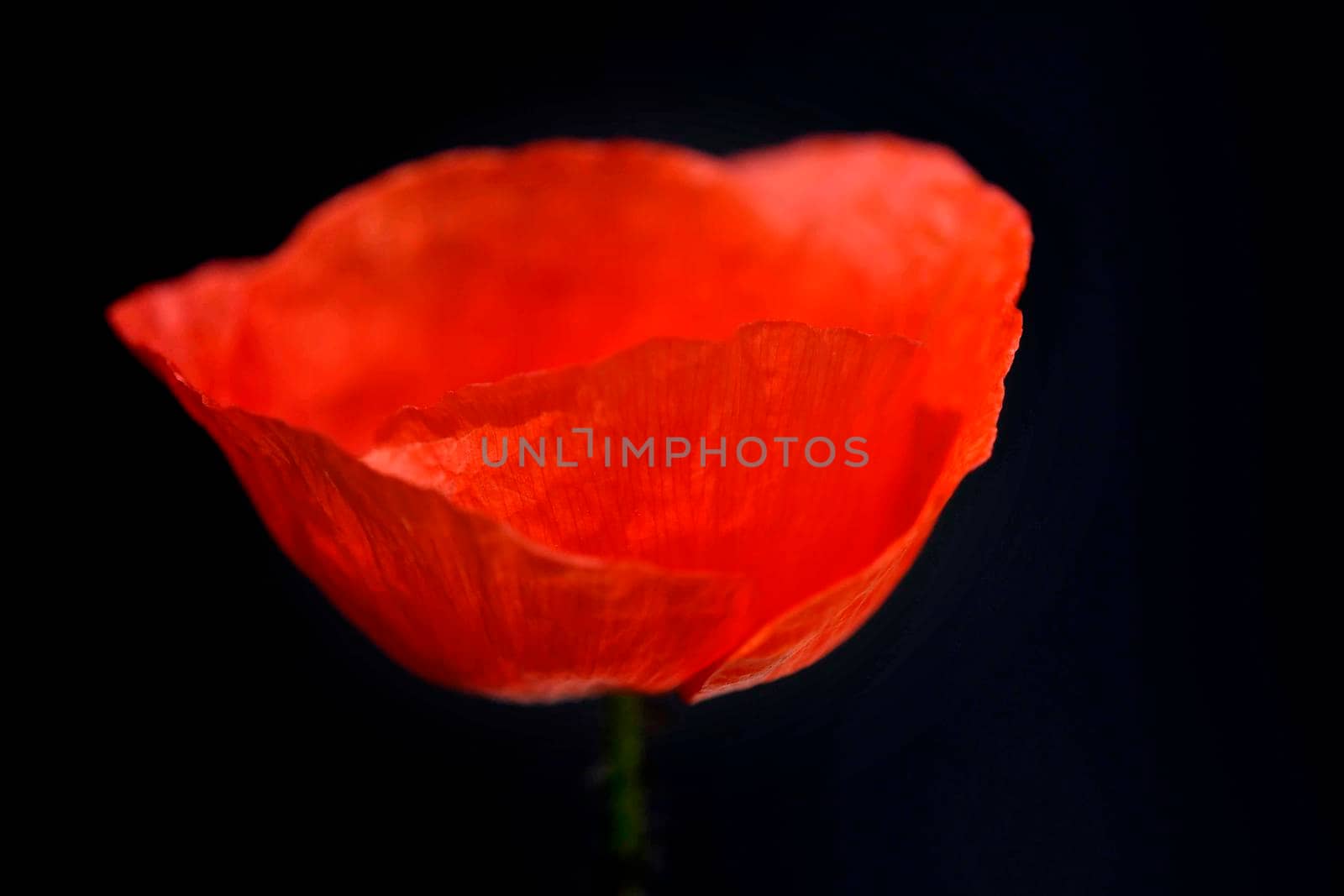 red poppy with flower and blurred empty background by Jochen