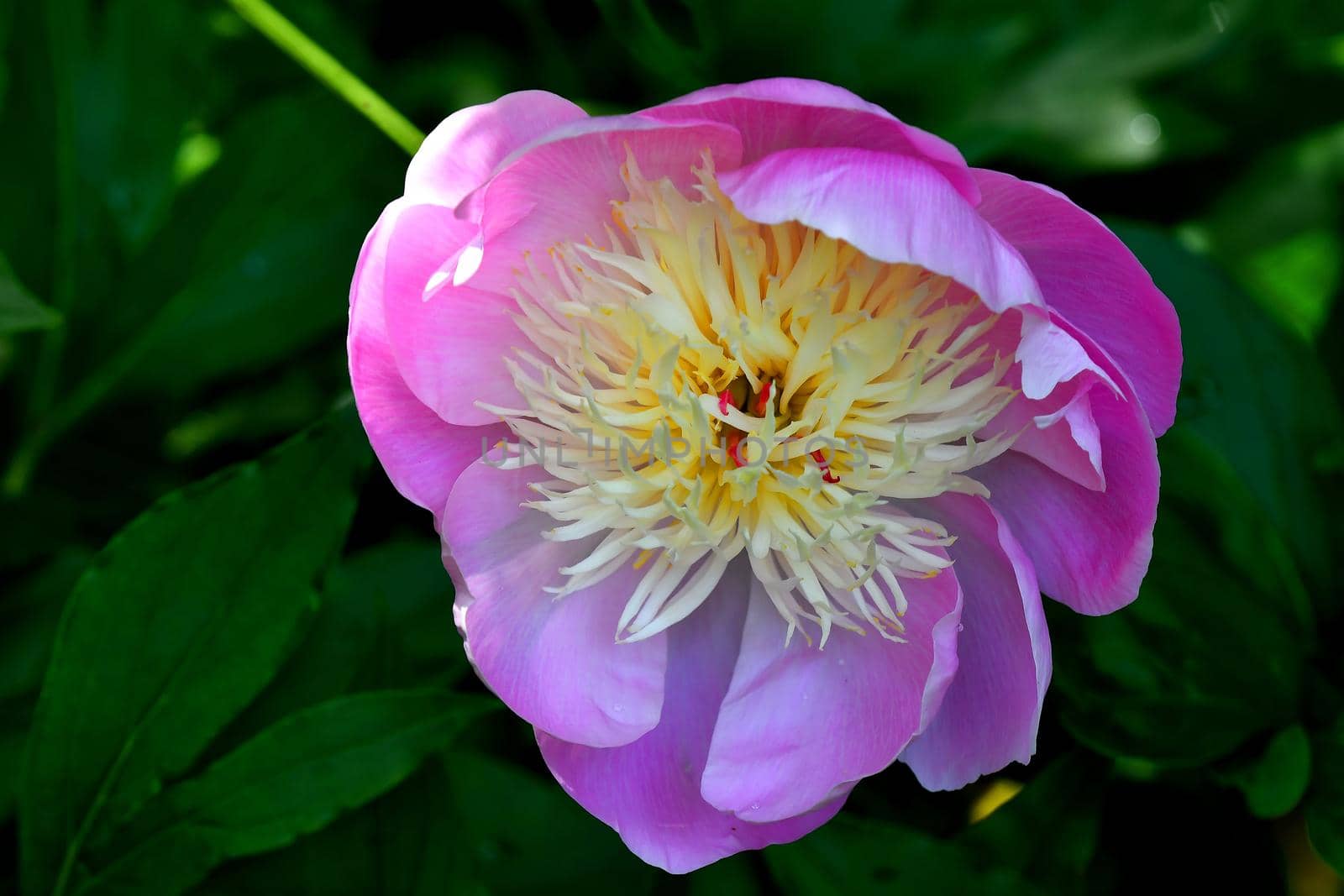 chinese medicinal herb peony with flower