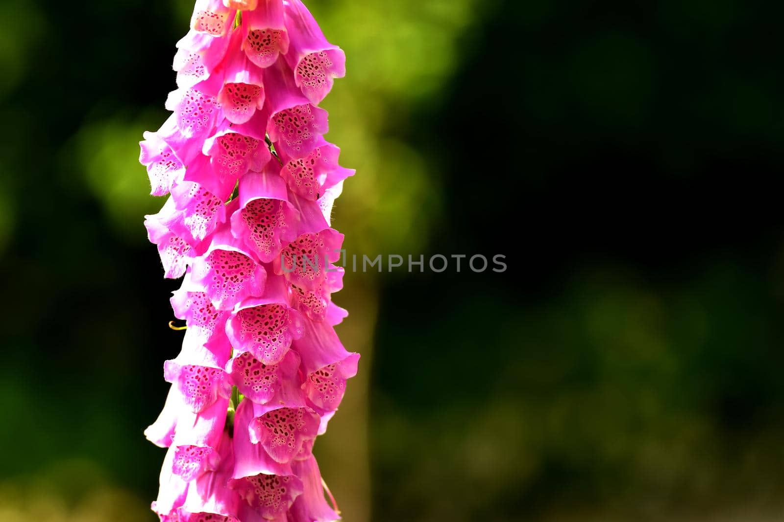 medicinal herb purple foxglove with flower