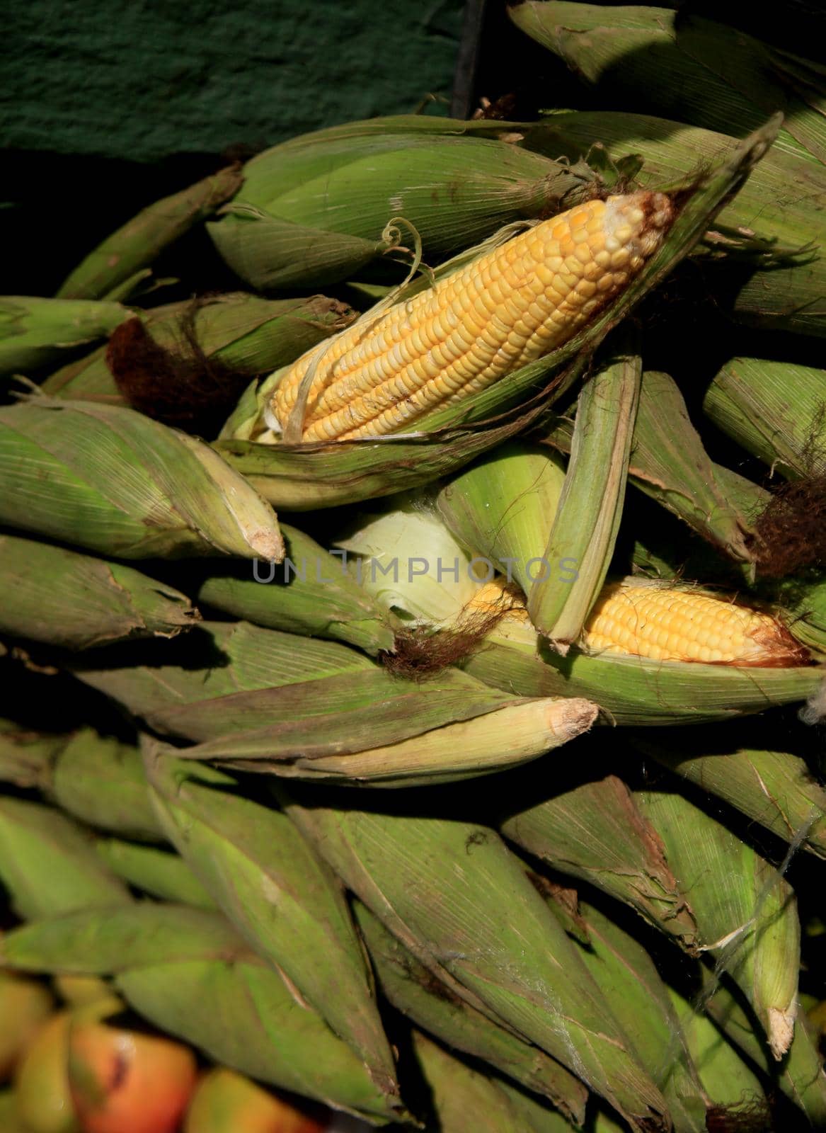 salvador, bahia, brazil - june 18, 2021: Green corn is seen for sale in open fair in Salvador city.
