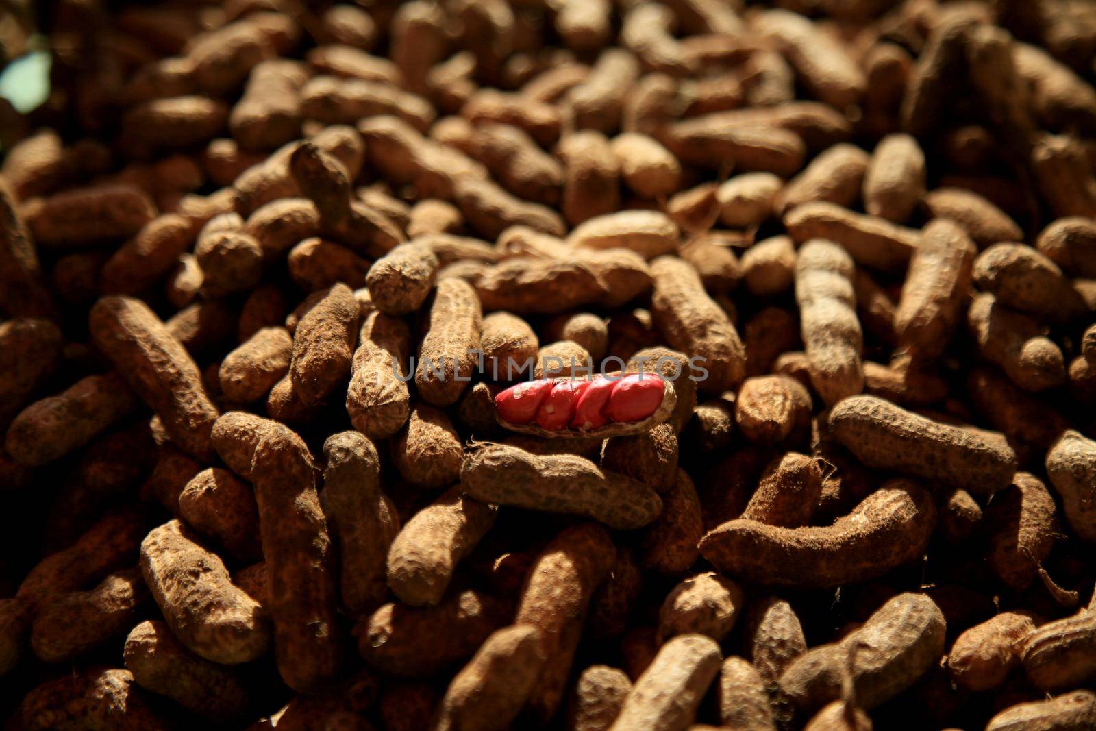 salvador, bahia, brazil - june 18, 2021: Peanut harvest in Salvador city.


