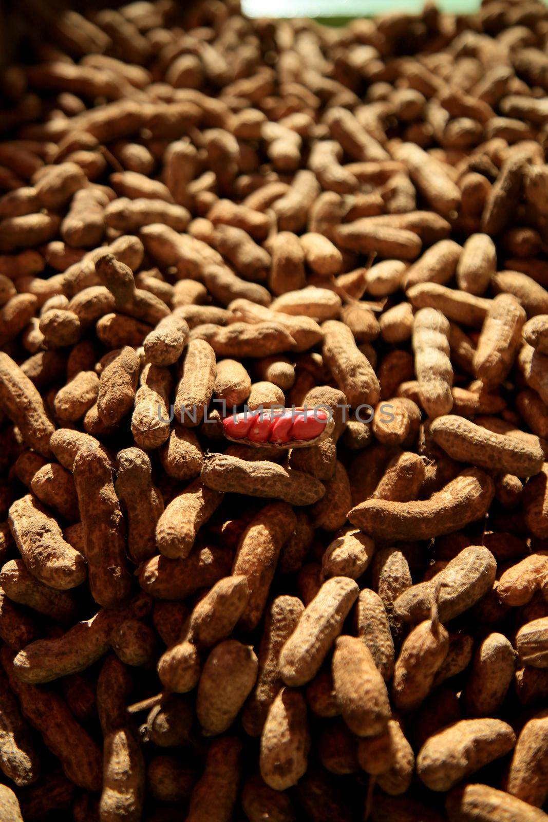 salvador, bahia, brazil - june 18, 2021: Peanut harvest in Salvador city.


