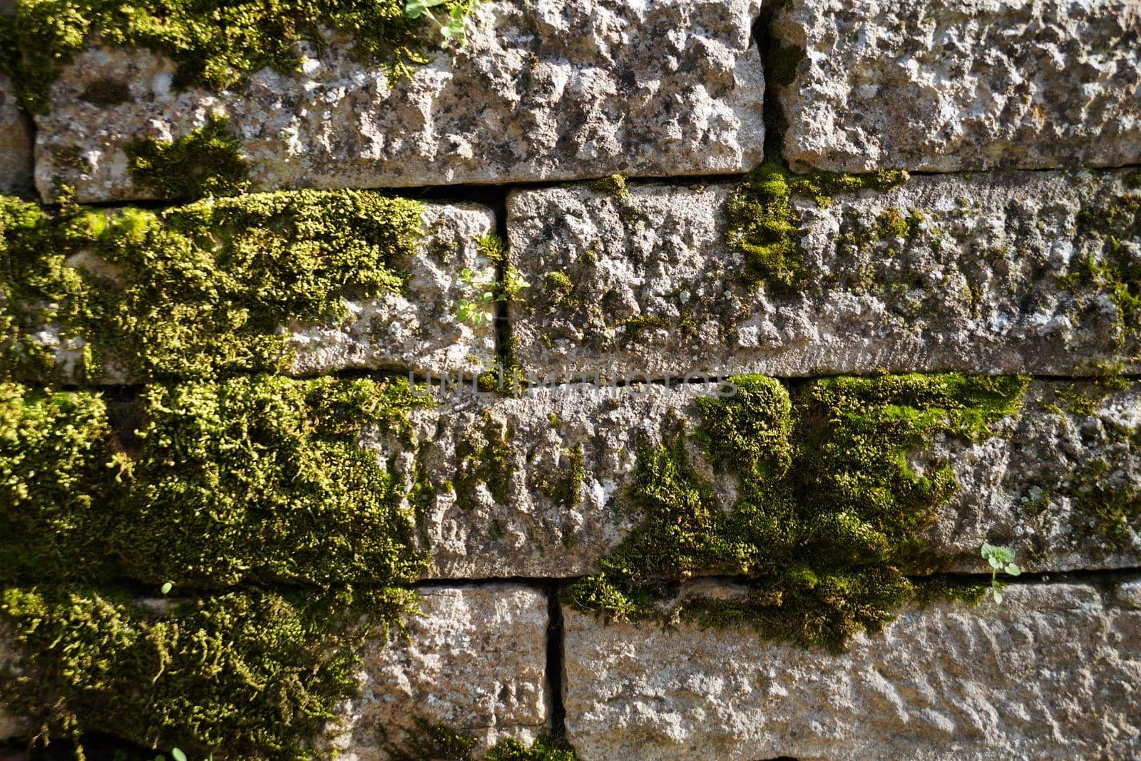 old white stone wall overgrown with green moss texture for background close-up