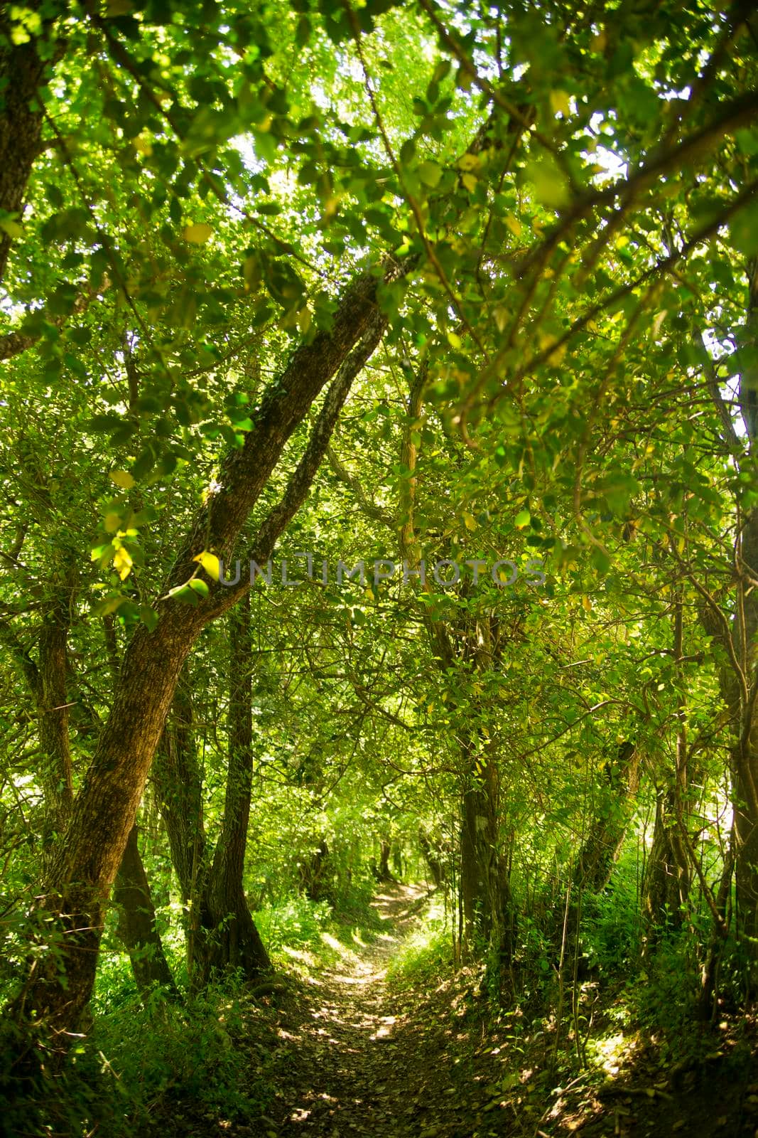 Forest path by fotografiche.eu