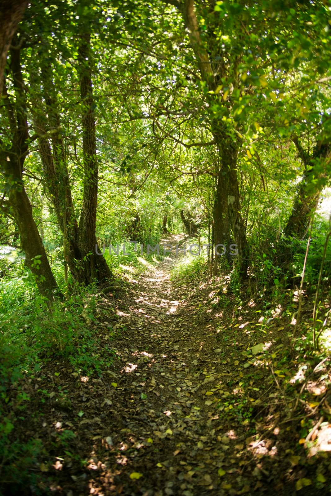 Path in the woods during the summer season