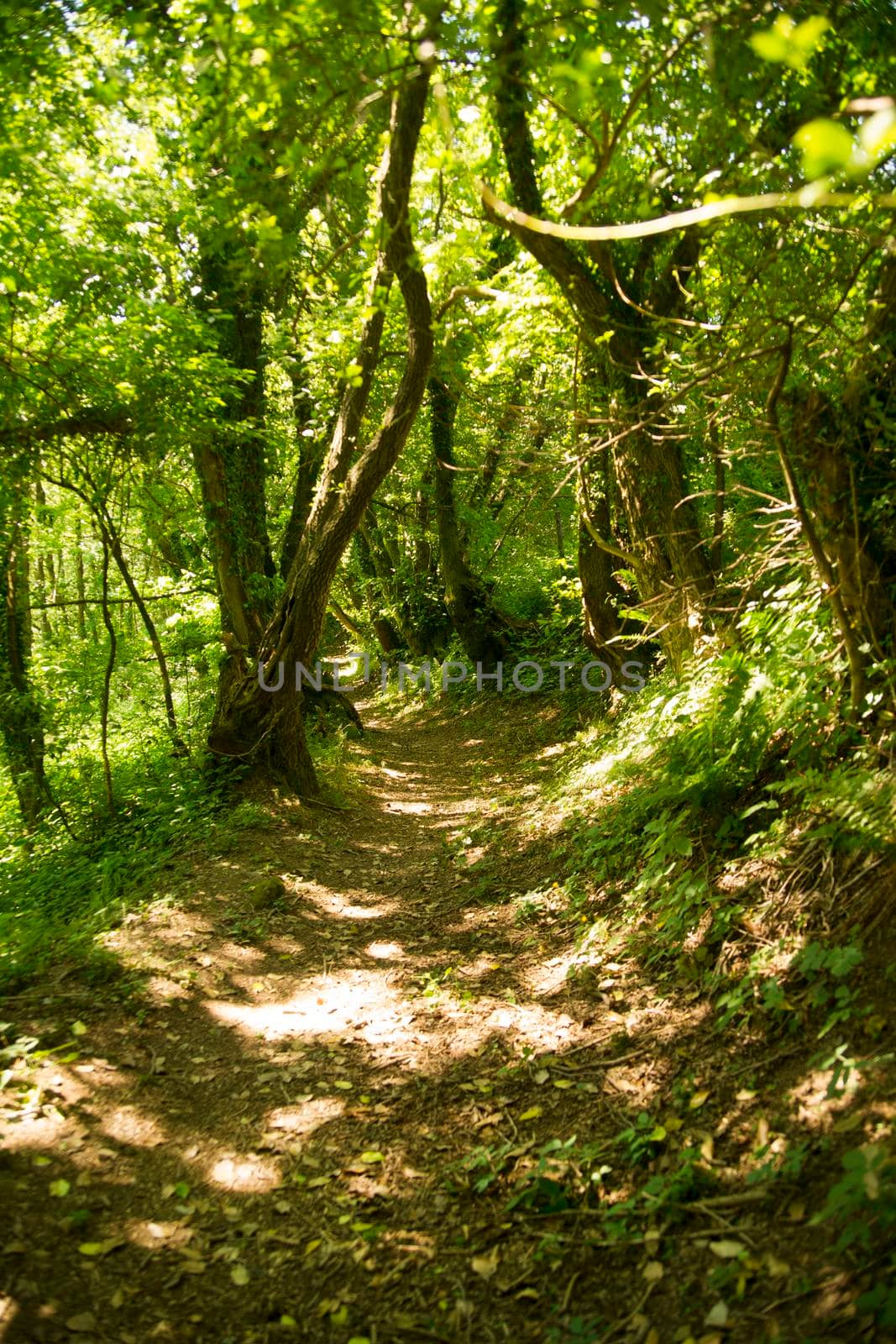 Path in the woods during the summer season