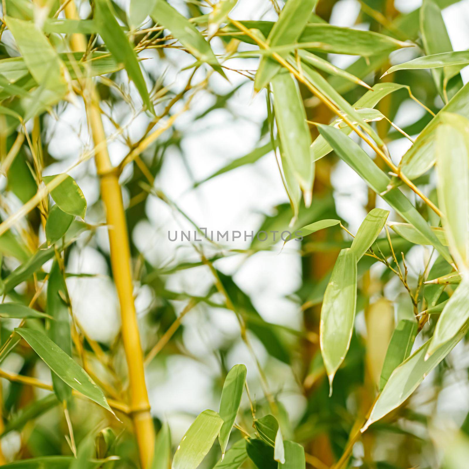 Bamboo background, fresh leaves on tree as nature, ecology and environment concept by Anneleven