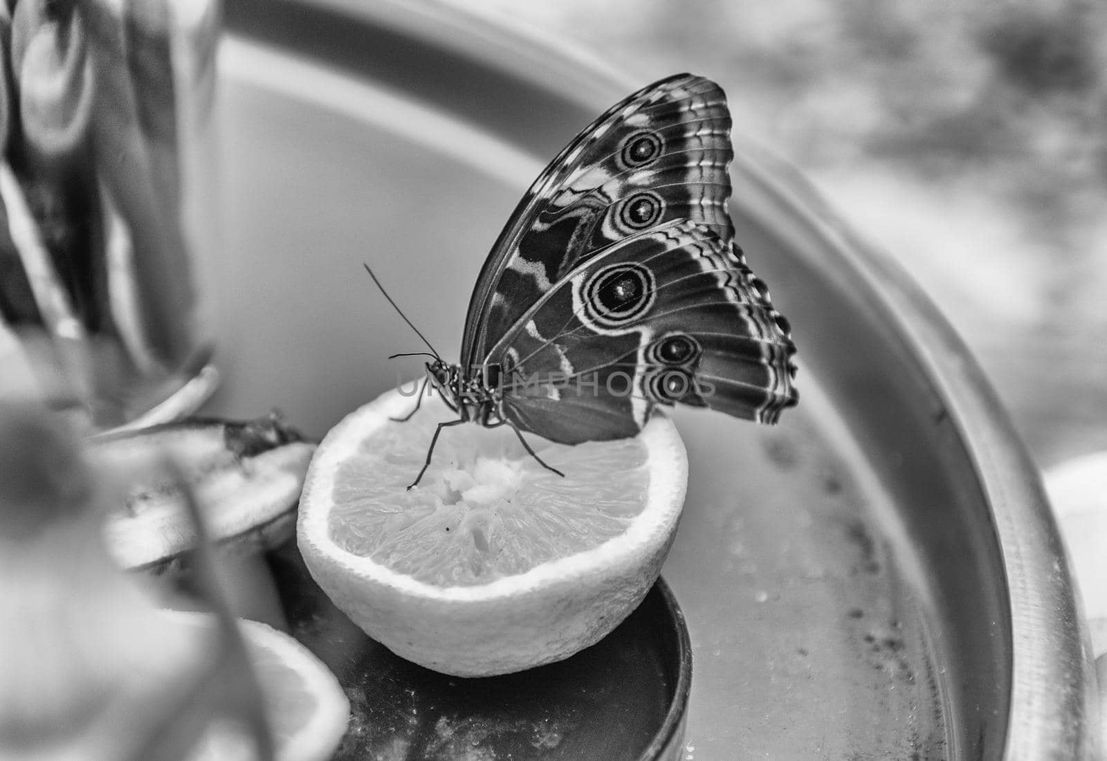 Morpho peleides,  tropical butterfly, eating from an orange by marcorubino