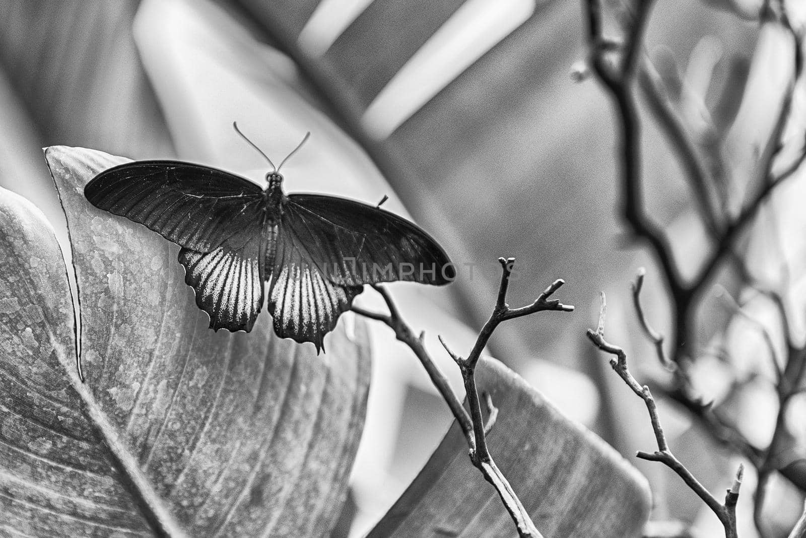 Papilio memnon,  tropical butterfly, standing on a leaf by marcorubino