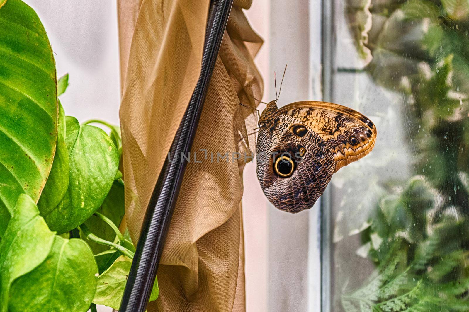 Owl butterfly, genus Caligo, is a tropical butterfly by marcorubino